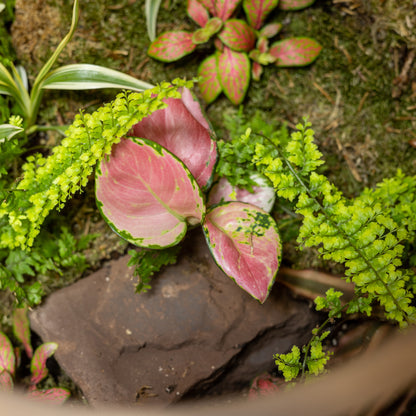 Nature’s whispers Terrarium