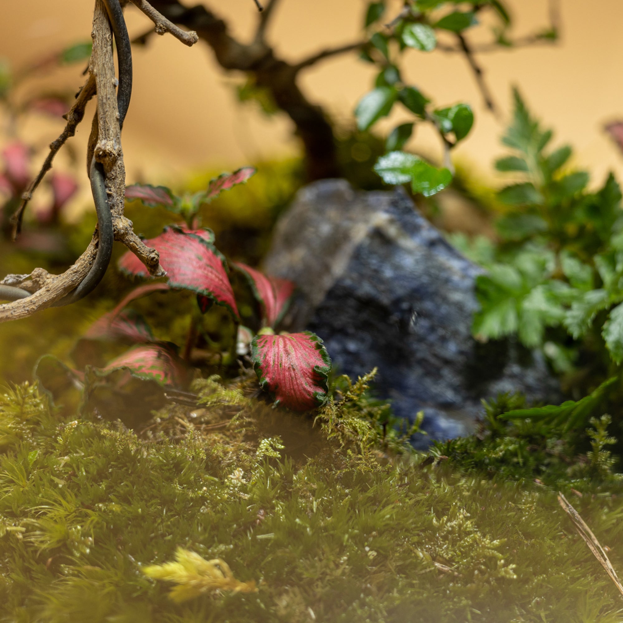 Dew Garden Terrarium