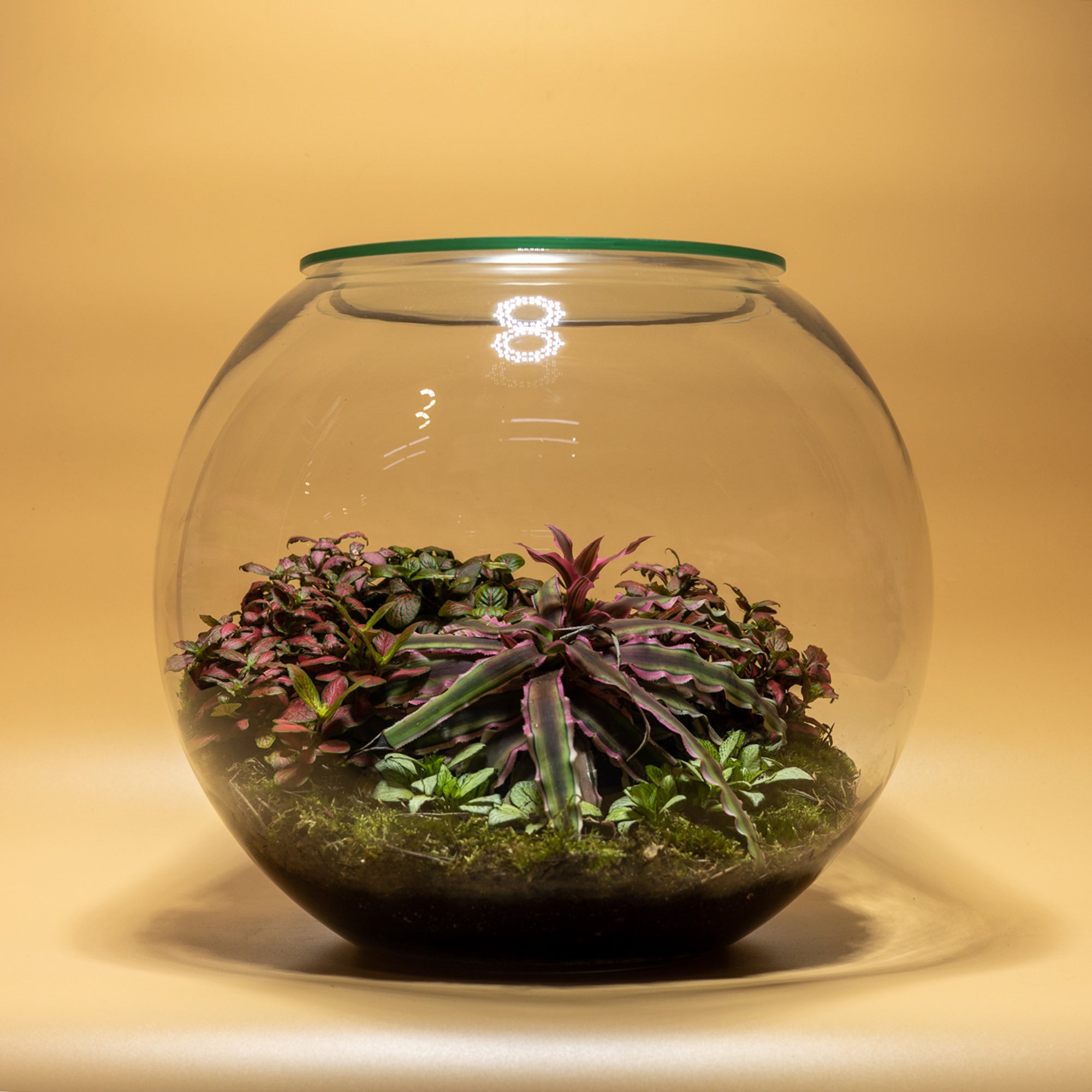 The Color Valley Terrarium