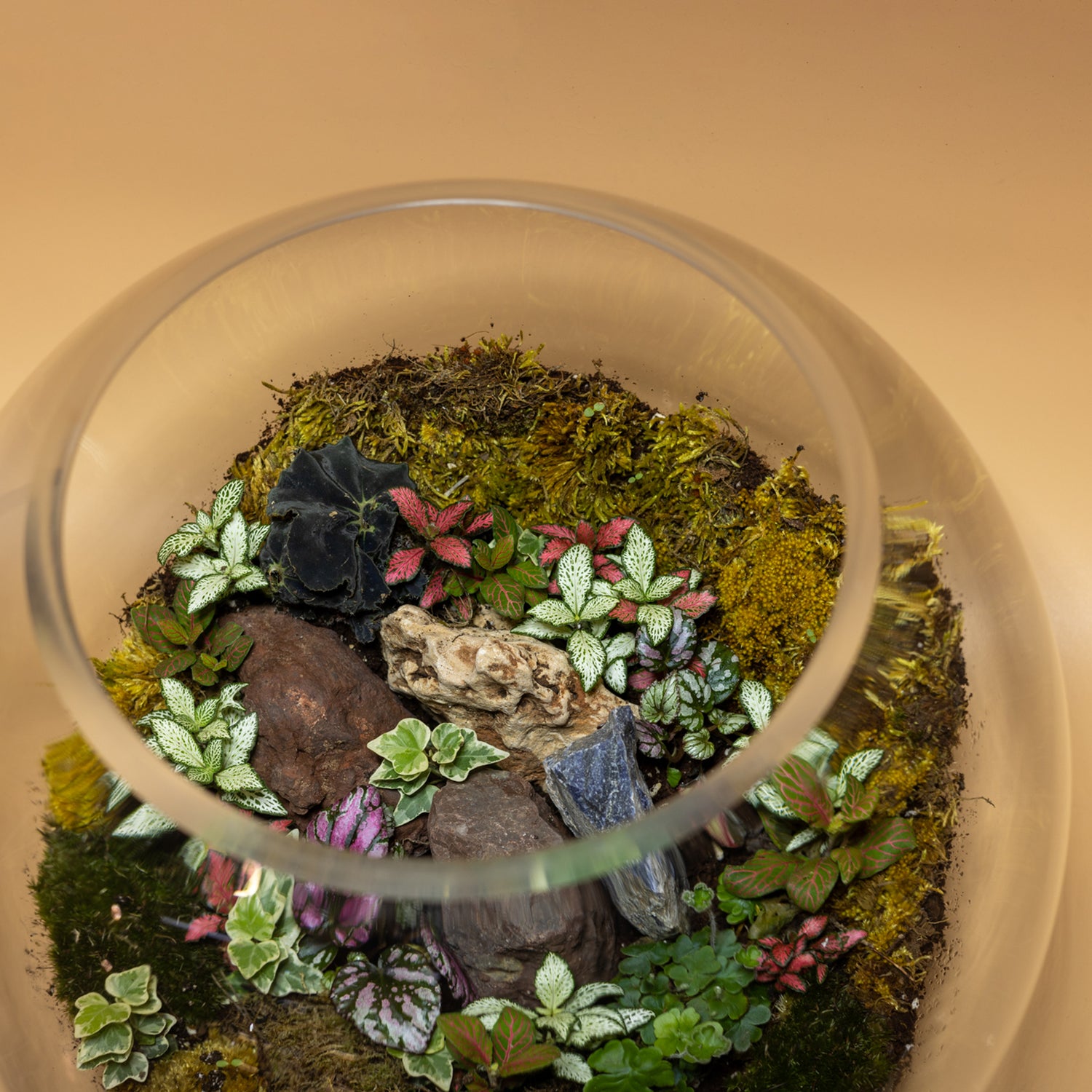 Spring Splendor Terrarium