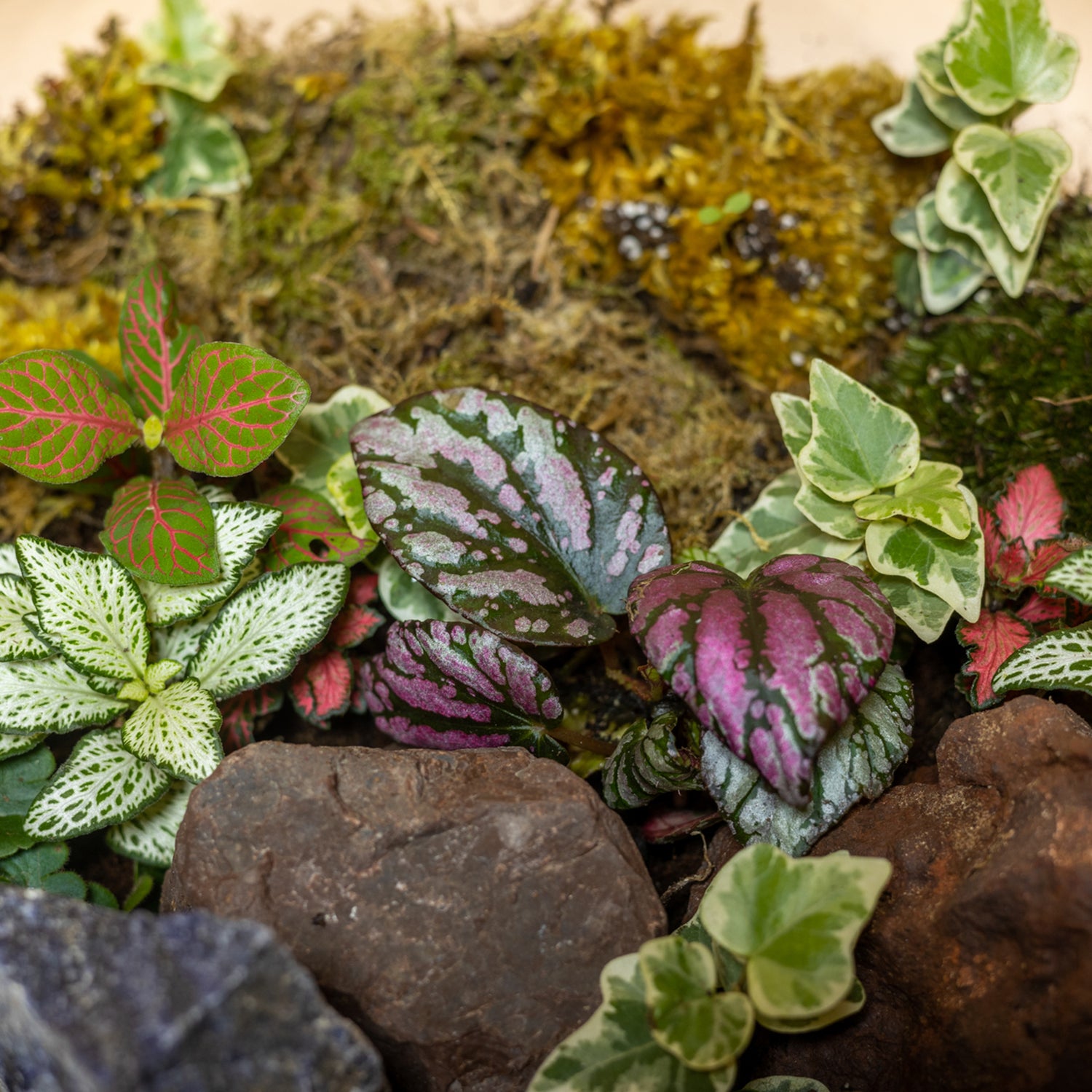 Spring Splendor Terrarium