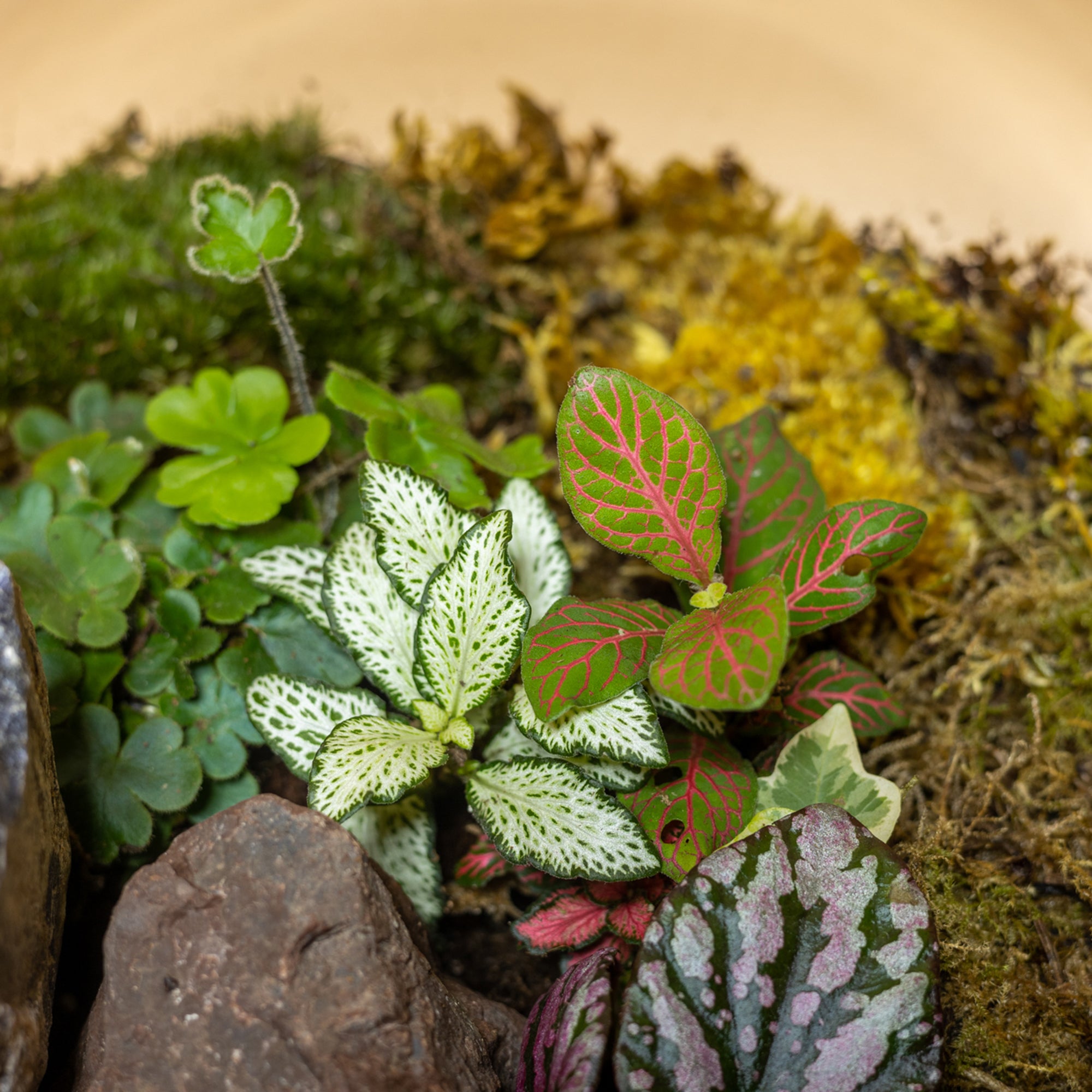 Spring Splendor Terrarium