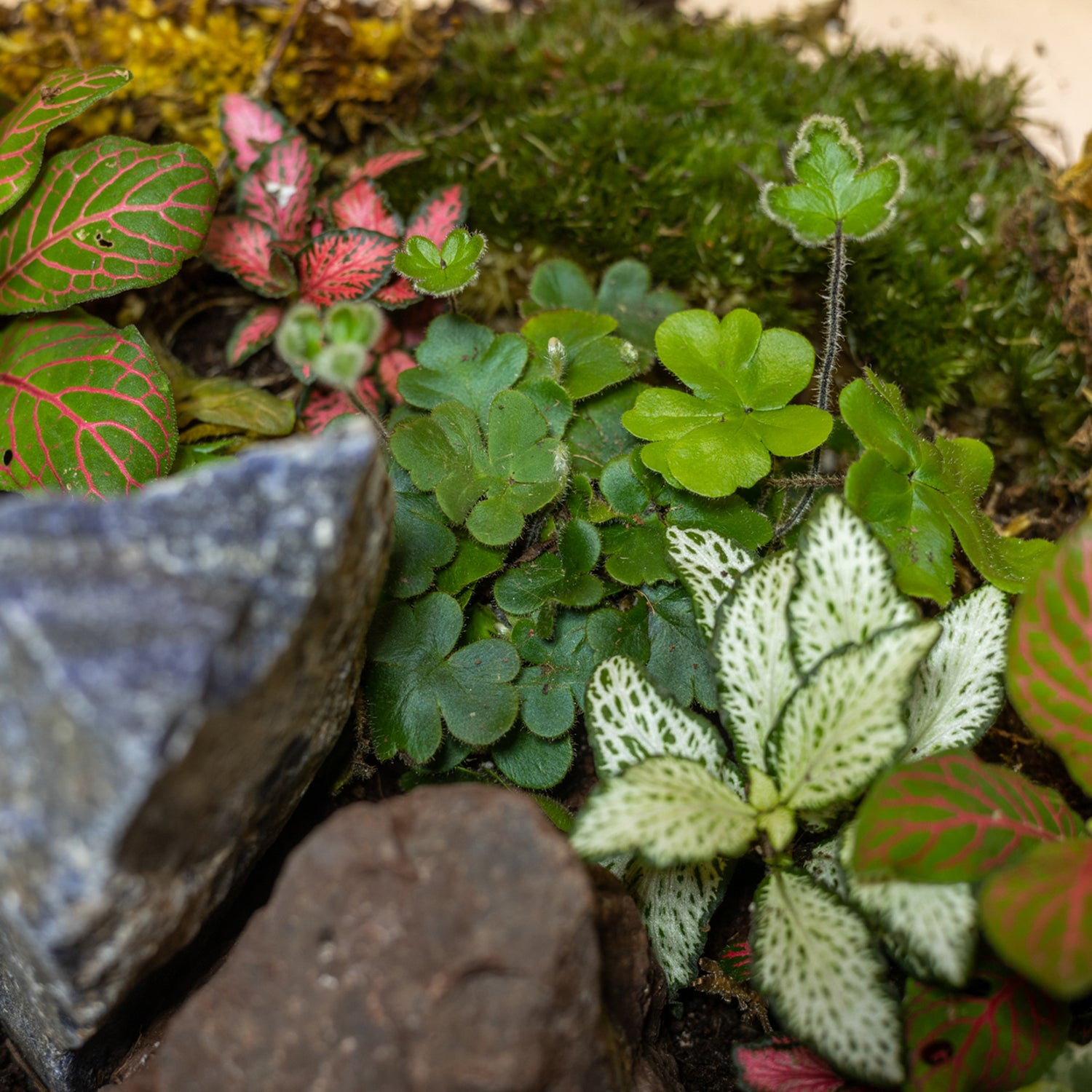 Spring Splendor Terrarium