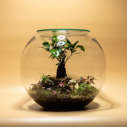 Nature’s Pearl Terrarium