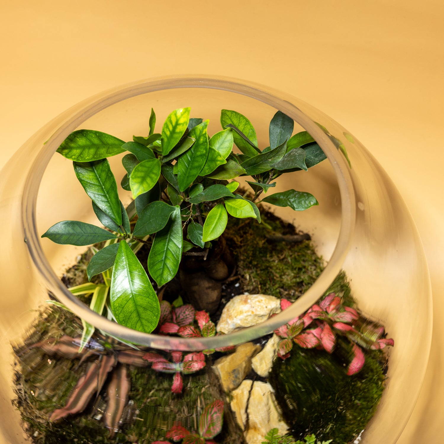 Nature’s Pearl Terrarium