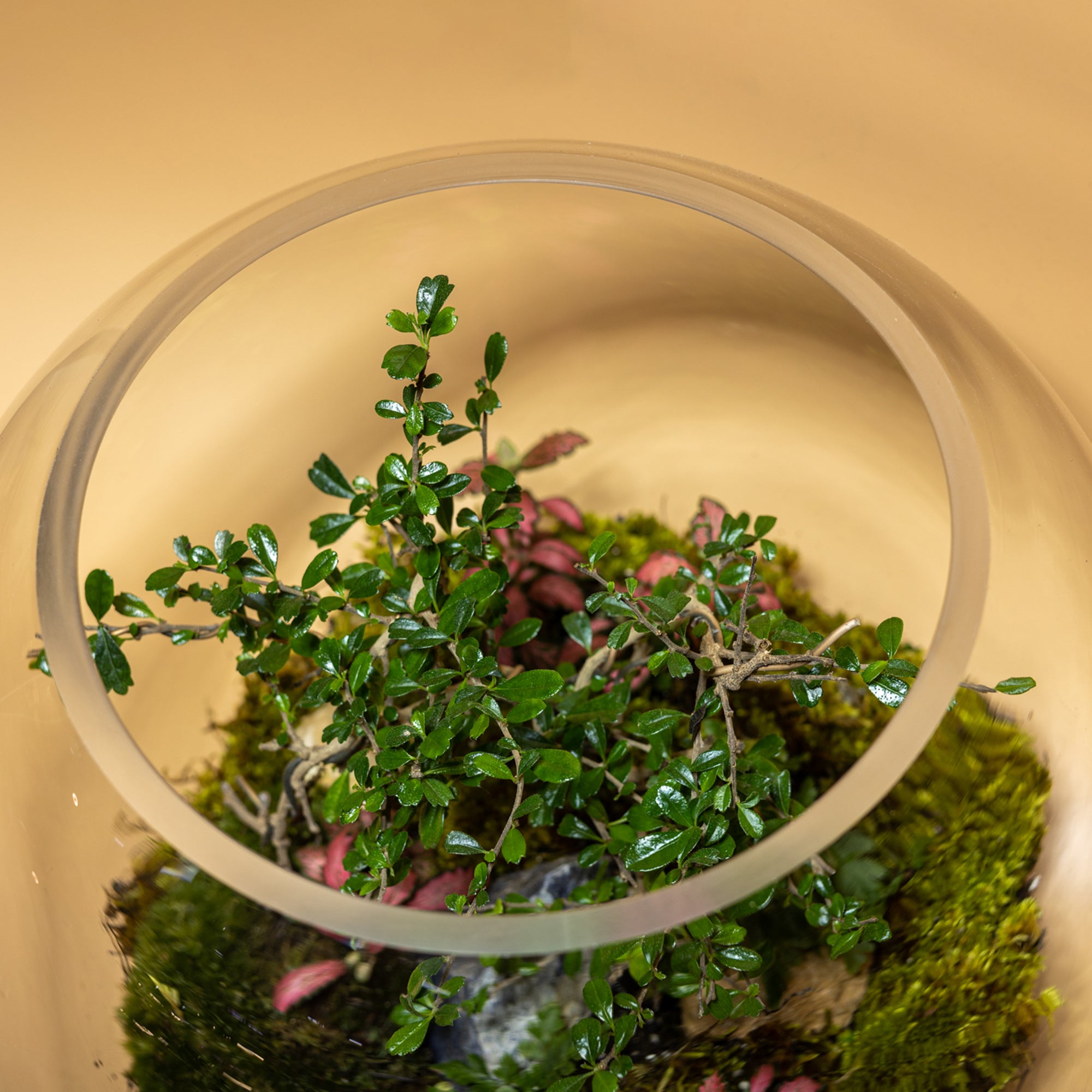 Dew Garden Terrarium