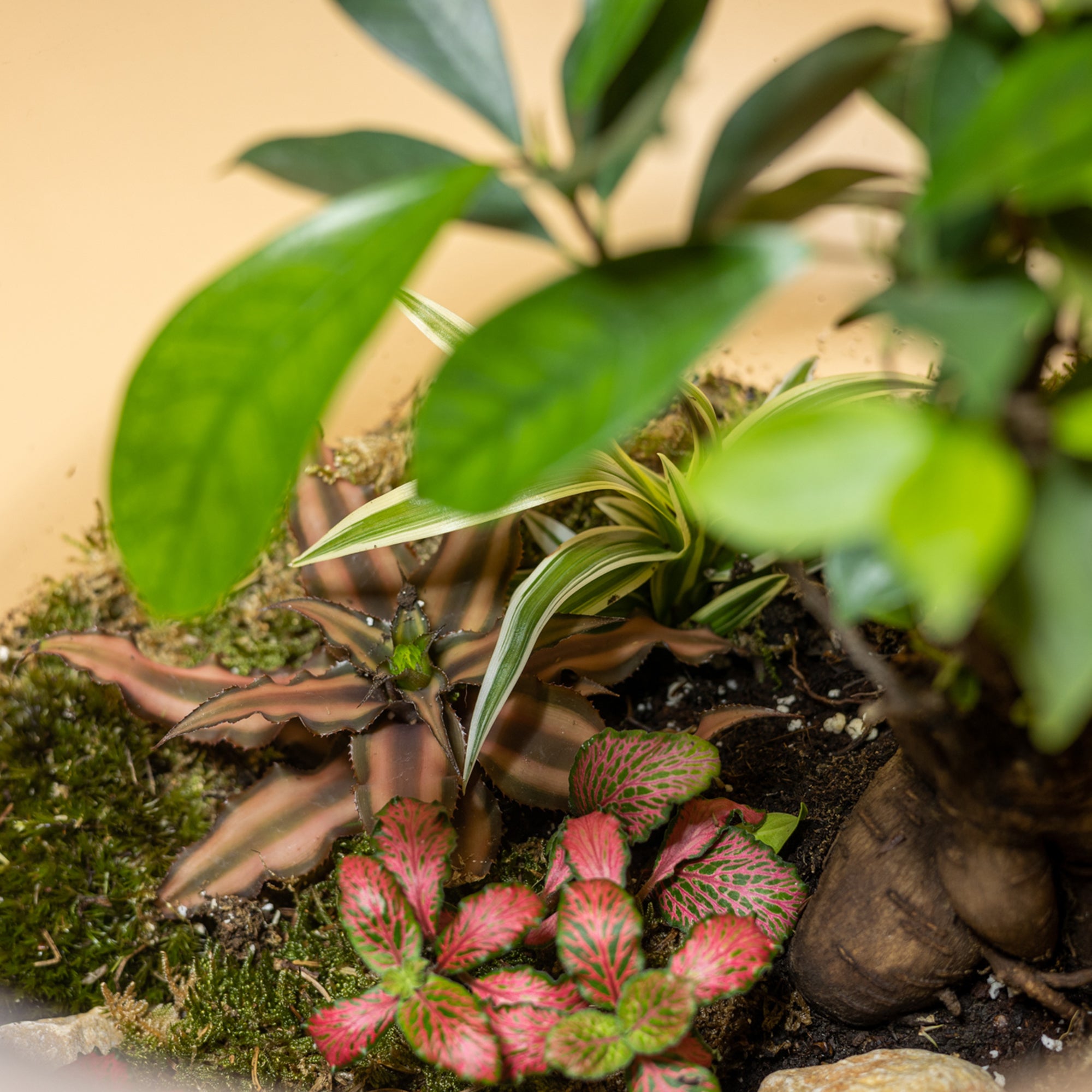 Nature’s Pearl Terrarium