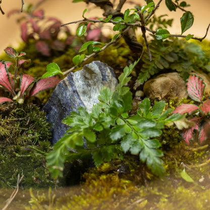 Dew Garden Terrarium