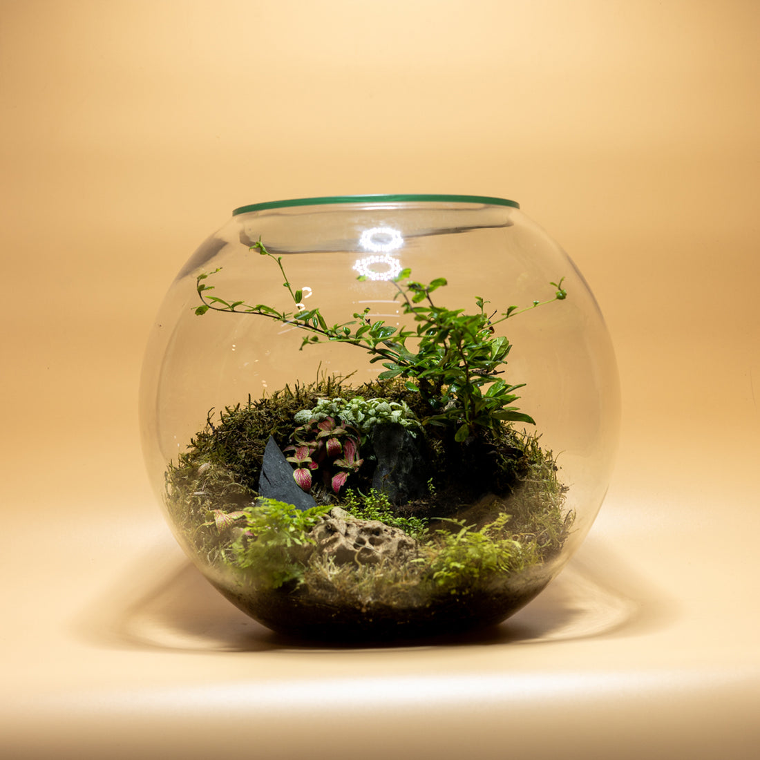 Green Jewel Garden Terrarium