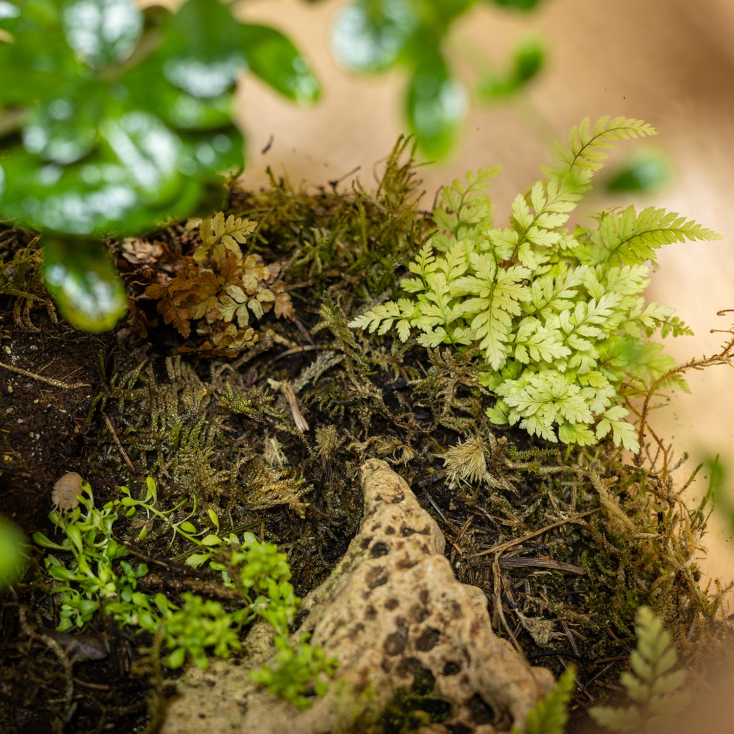 Green Jewel Garden Terrarium