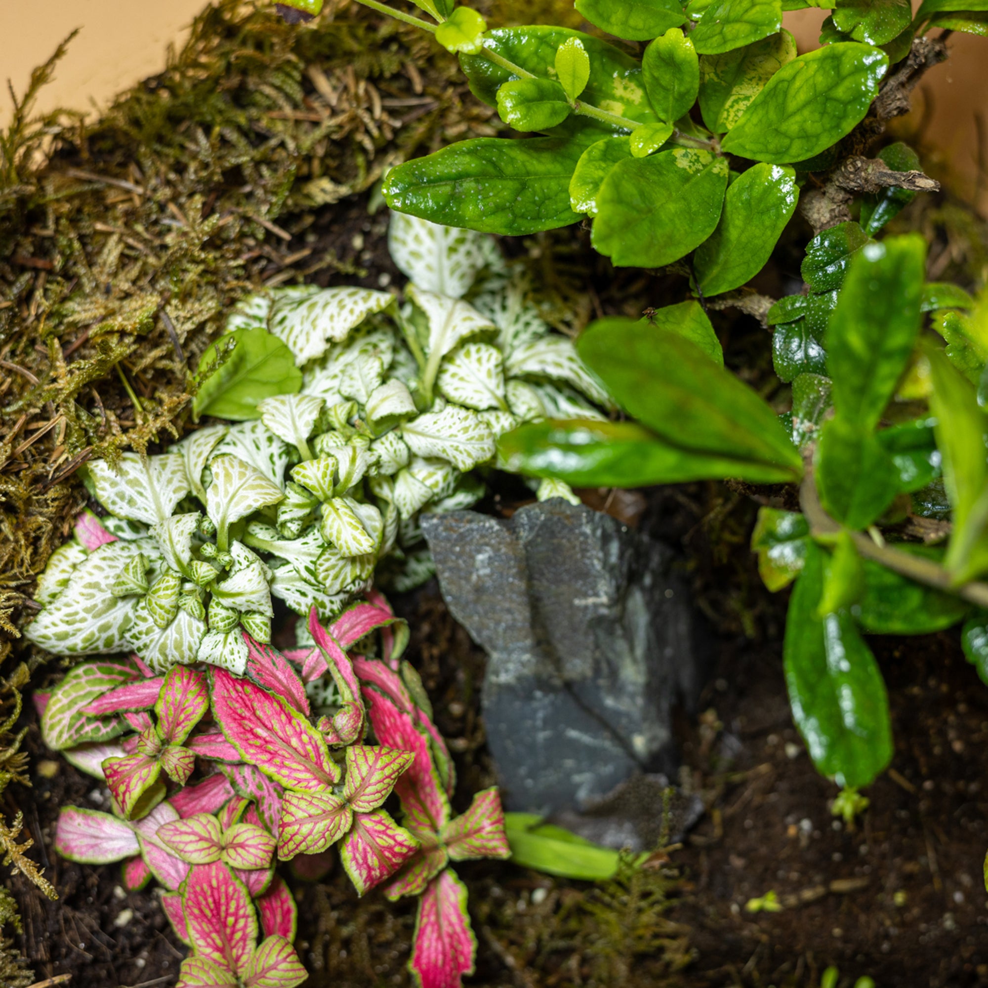 Green Jewel Garden Terrarium