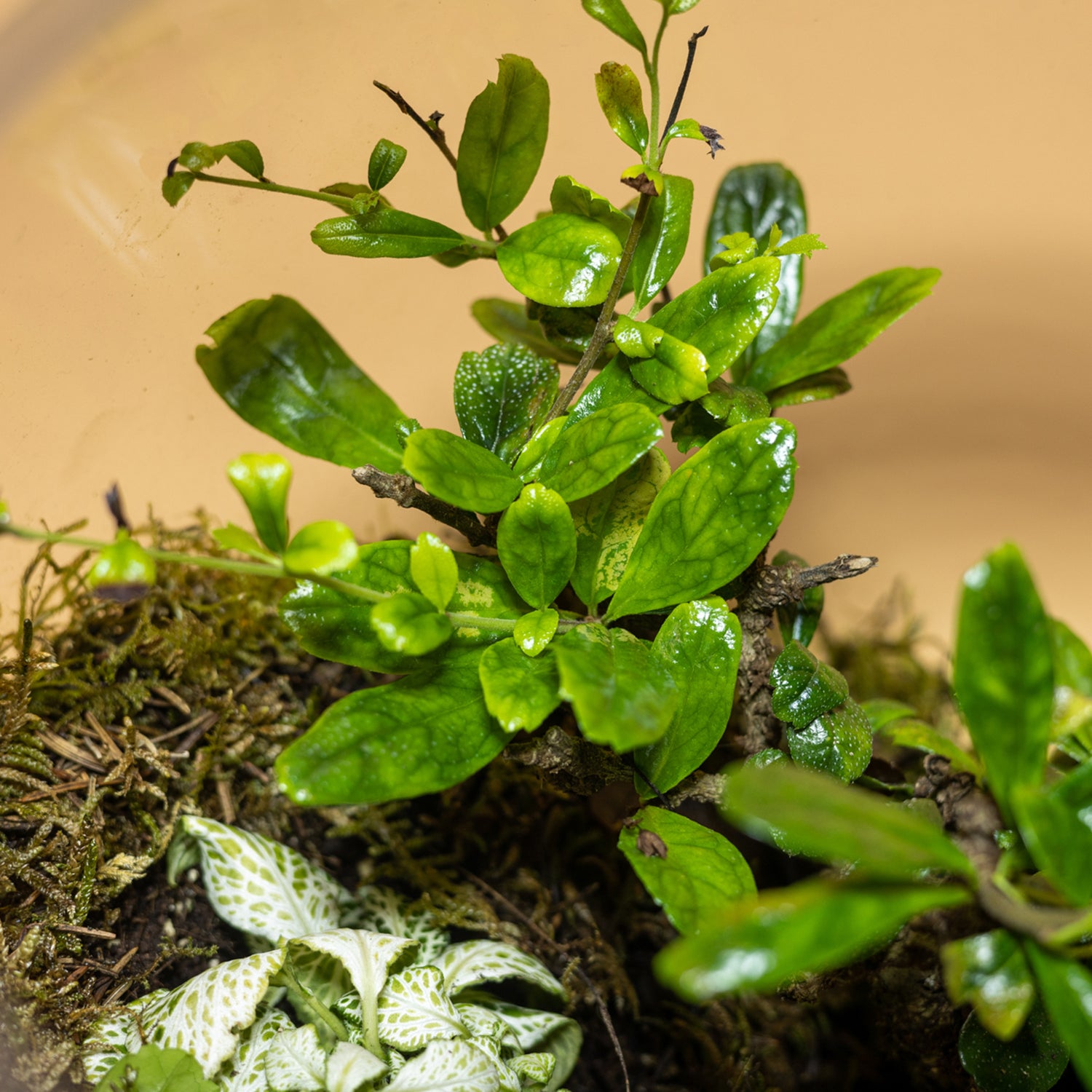 Green Jewel Garden Terrarium