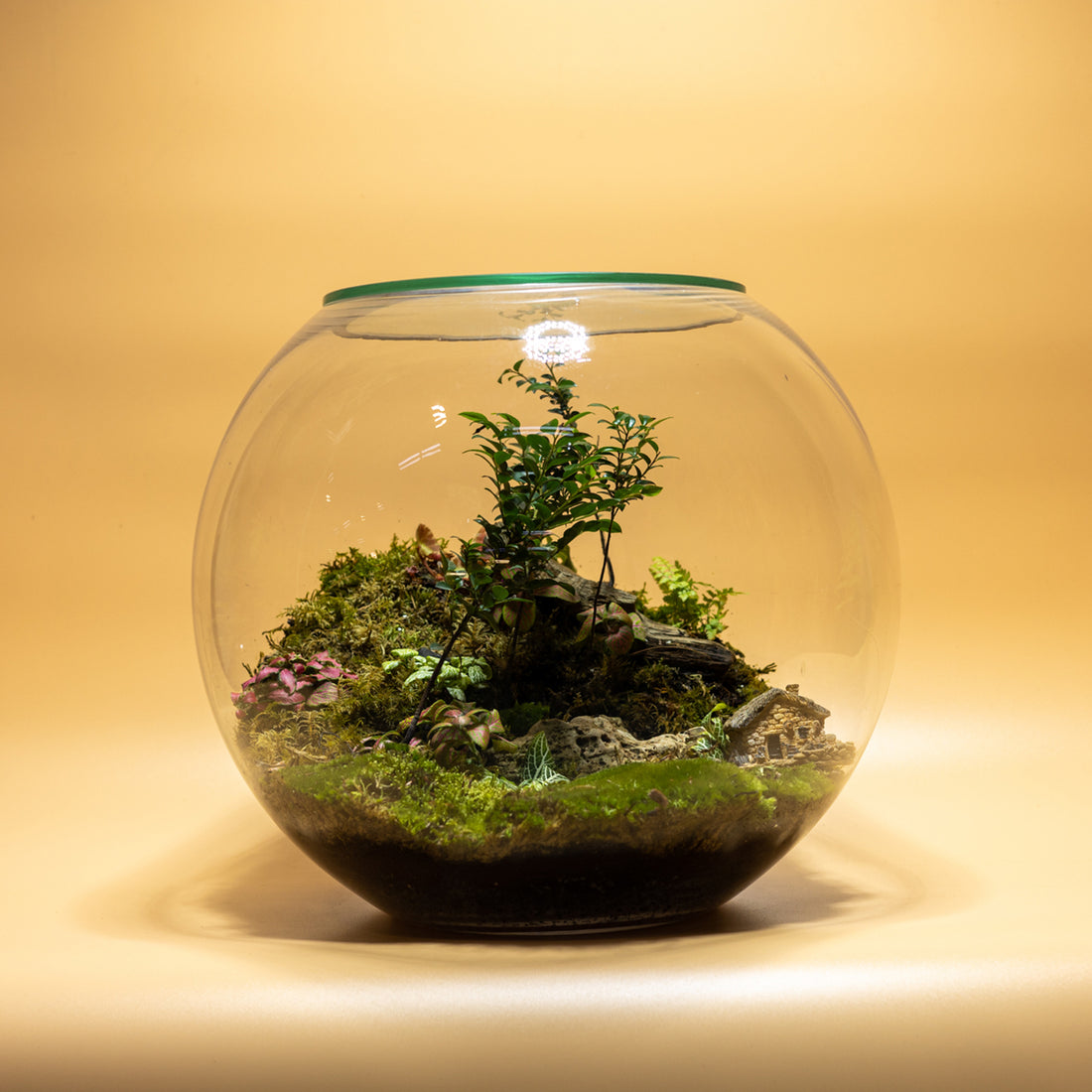 Green Dreamland Terrarium