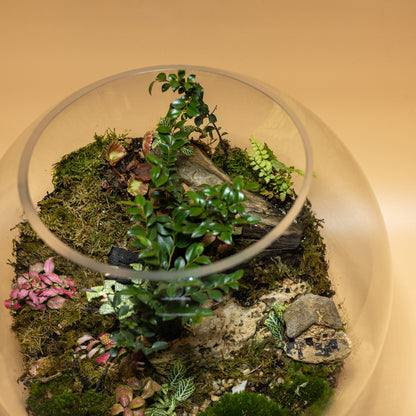 Green Dreamland Terrarium