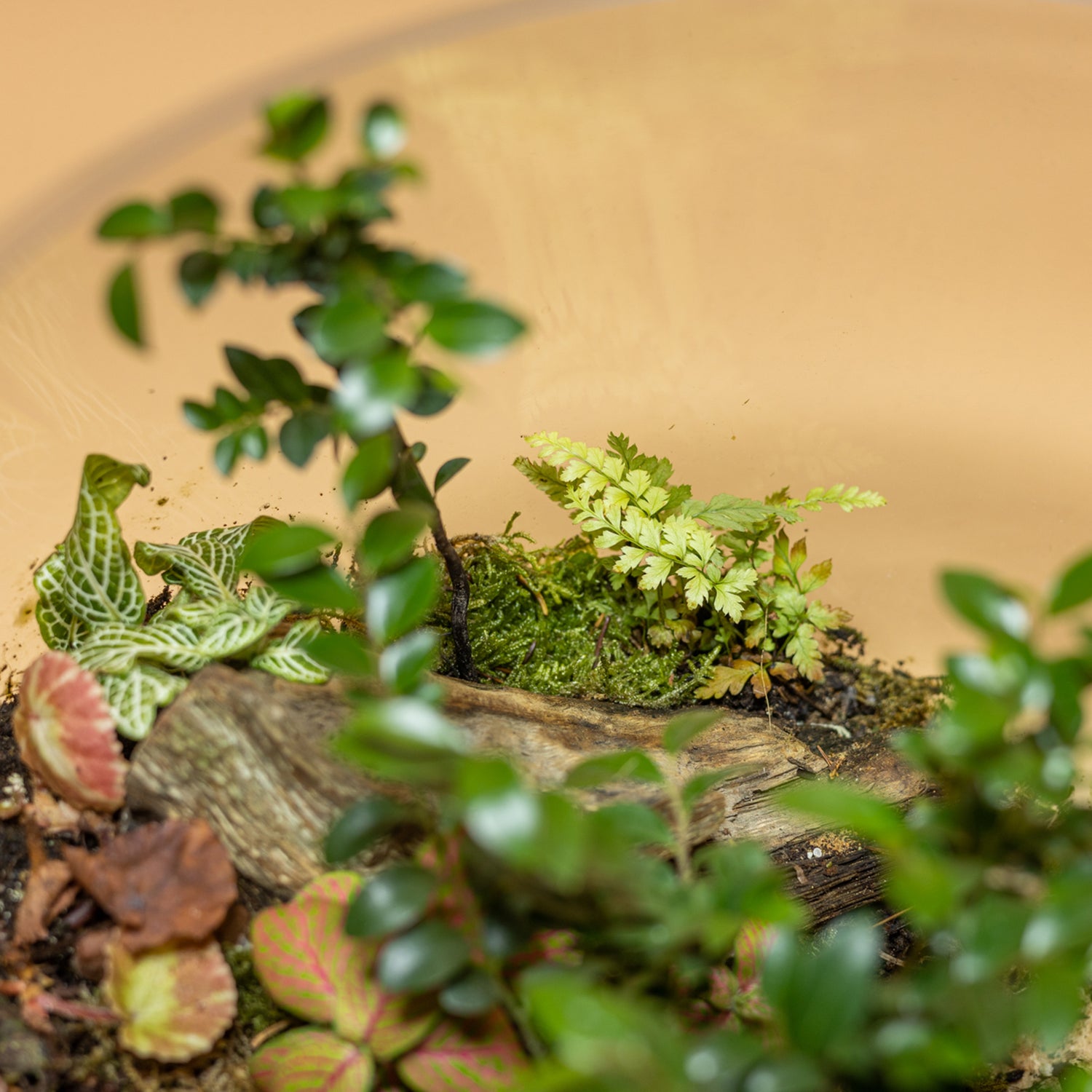 Green Dreamland Terrarium