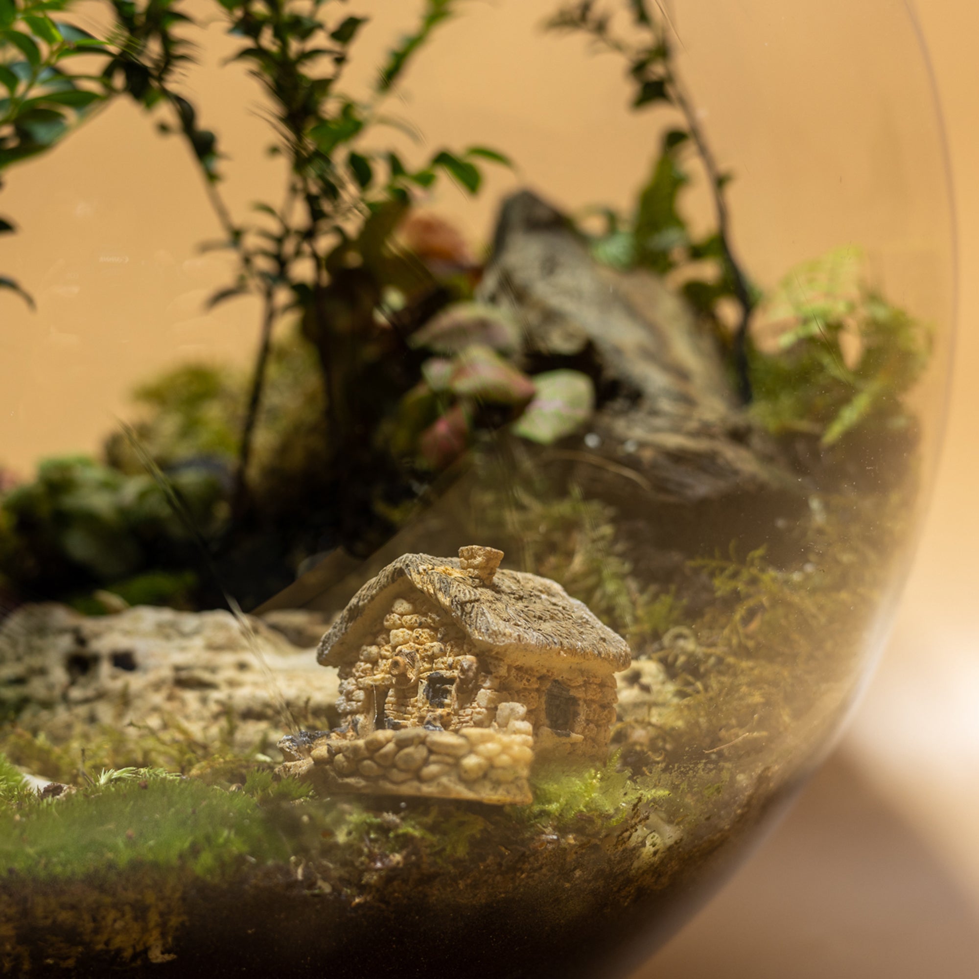 Green Dreamland Terrarium