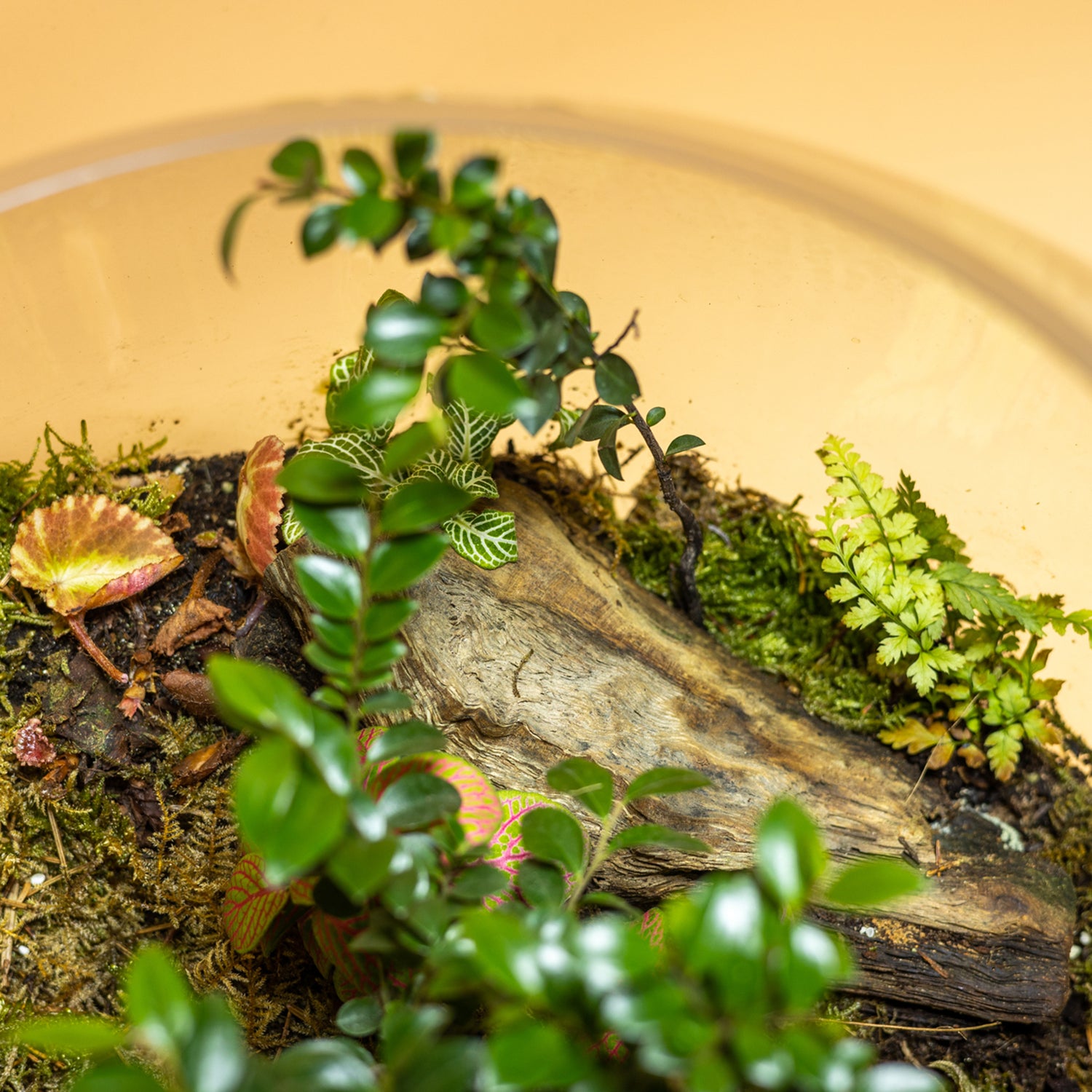 Green Dreamland Terrarium