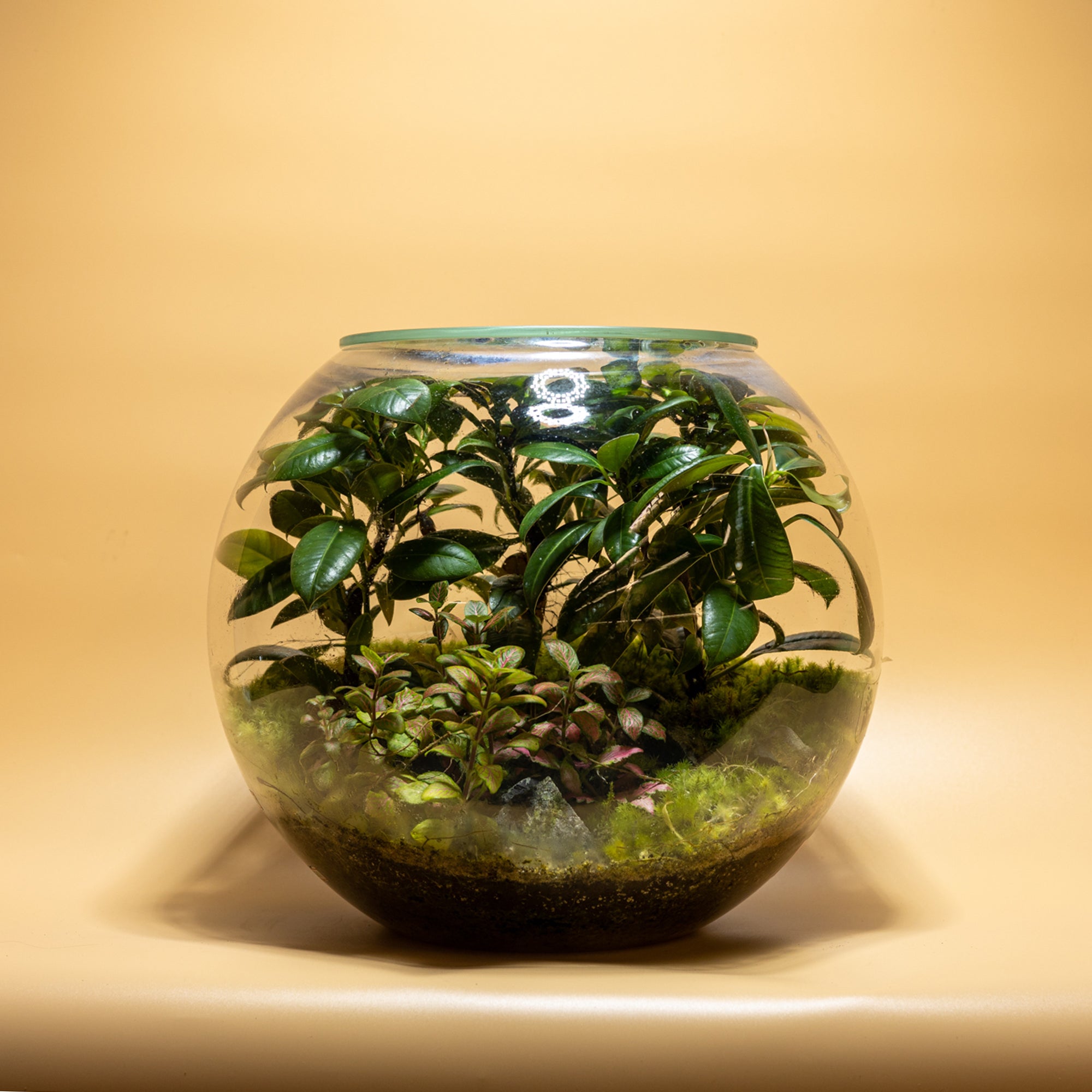 Elegance Garden Terrarium