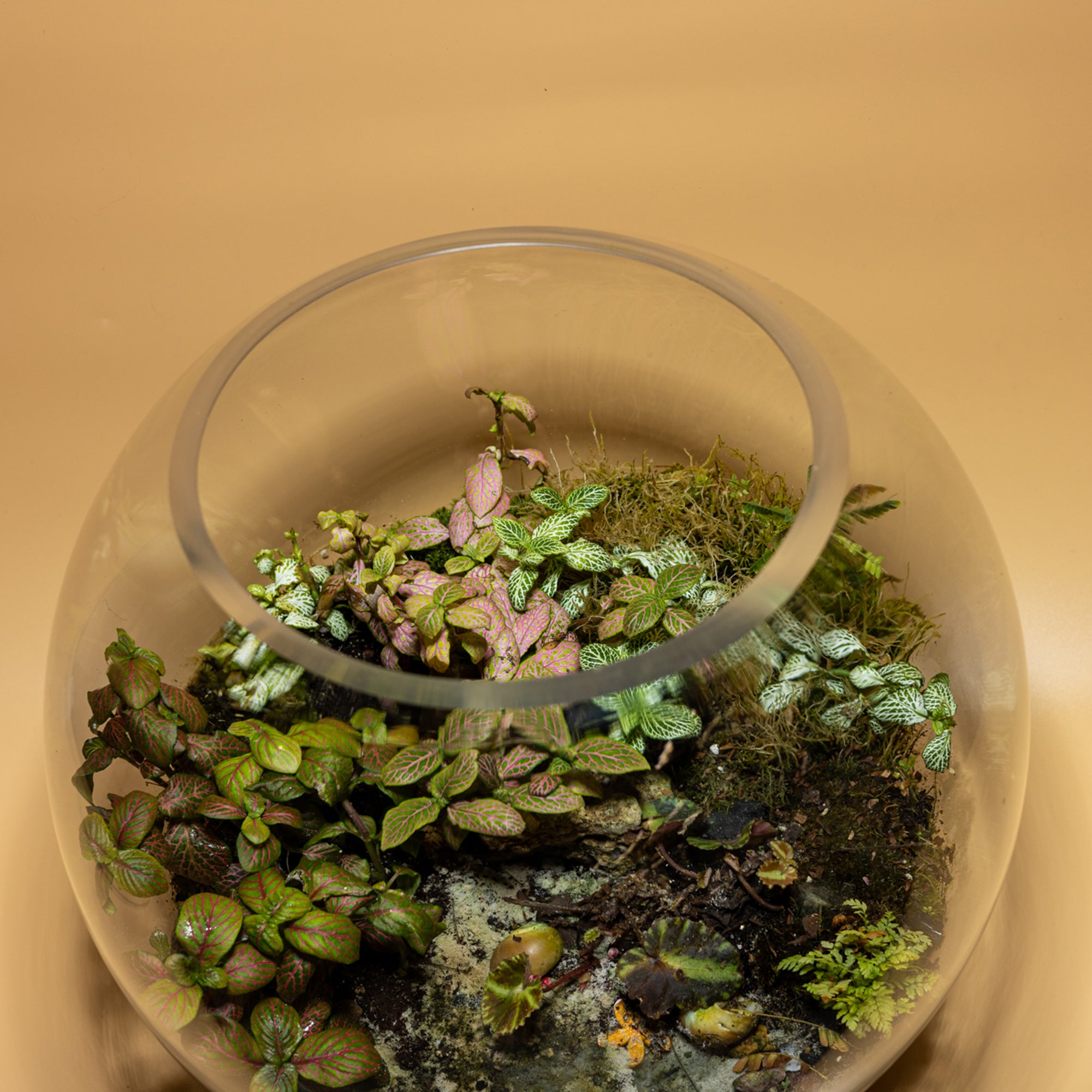 Terrarium Oasis of Magic