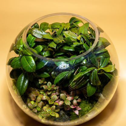 Elegance Garden Terrarium