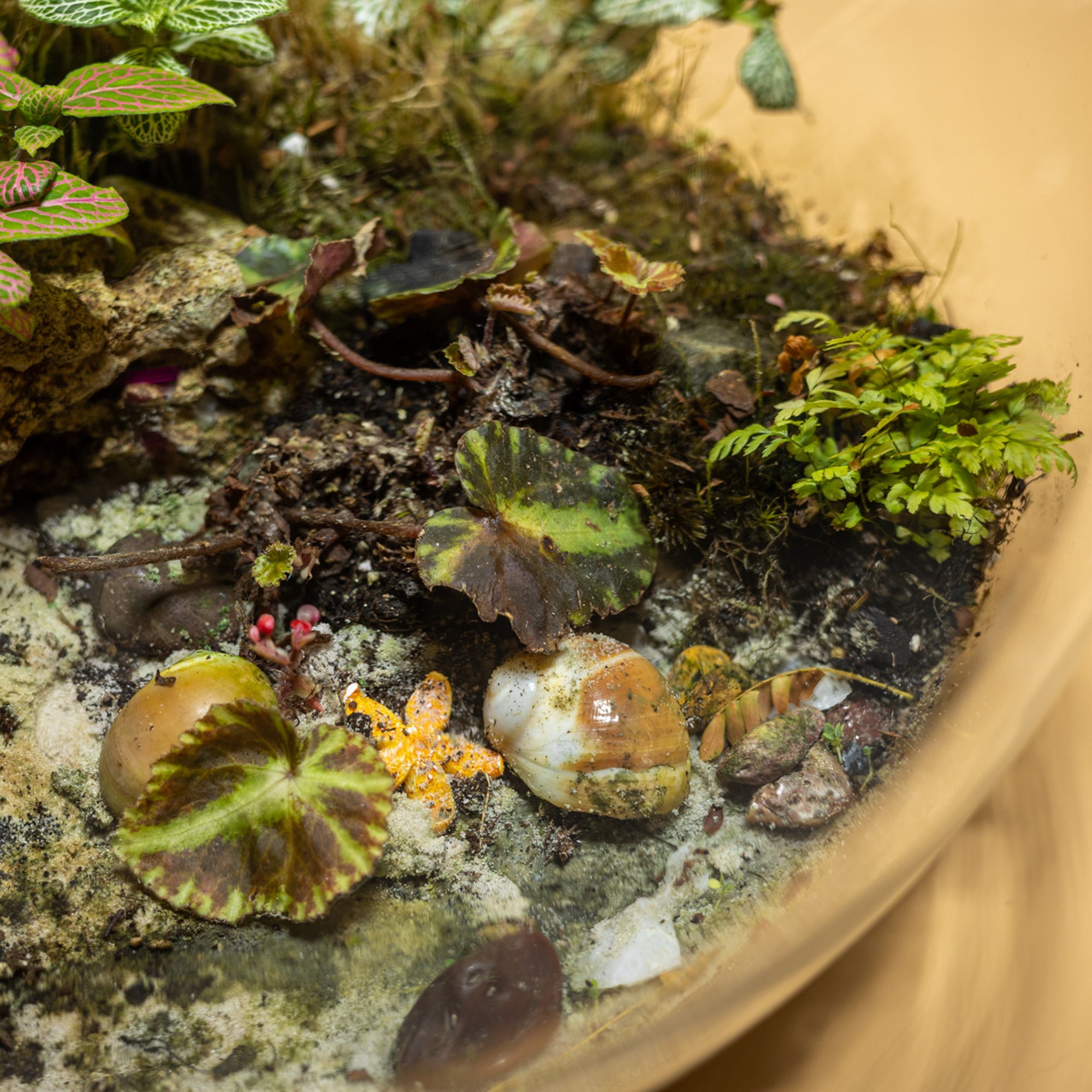 Terrarium Oasis of Magic