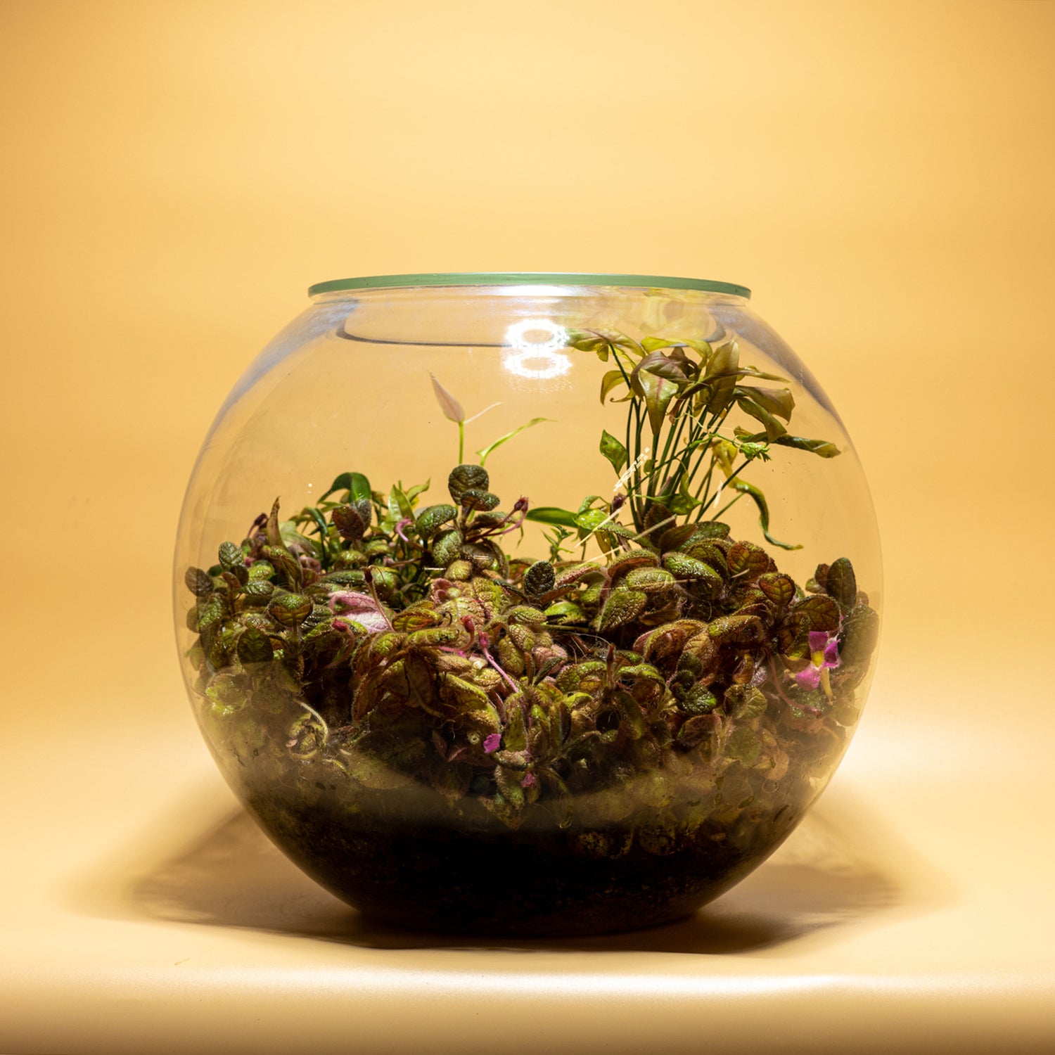 Horizons of the Future Terrarium