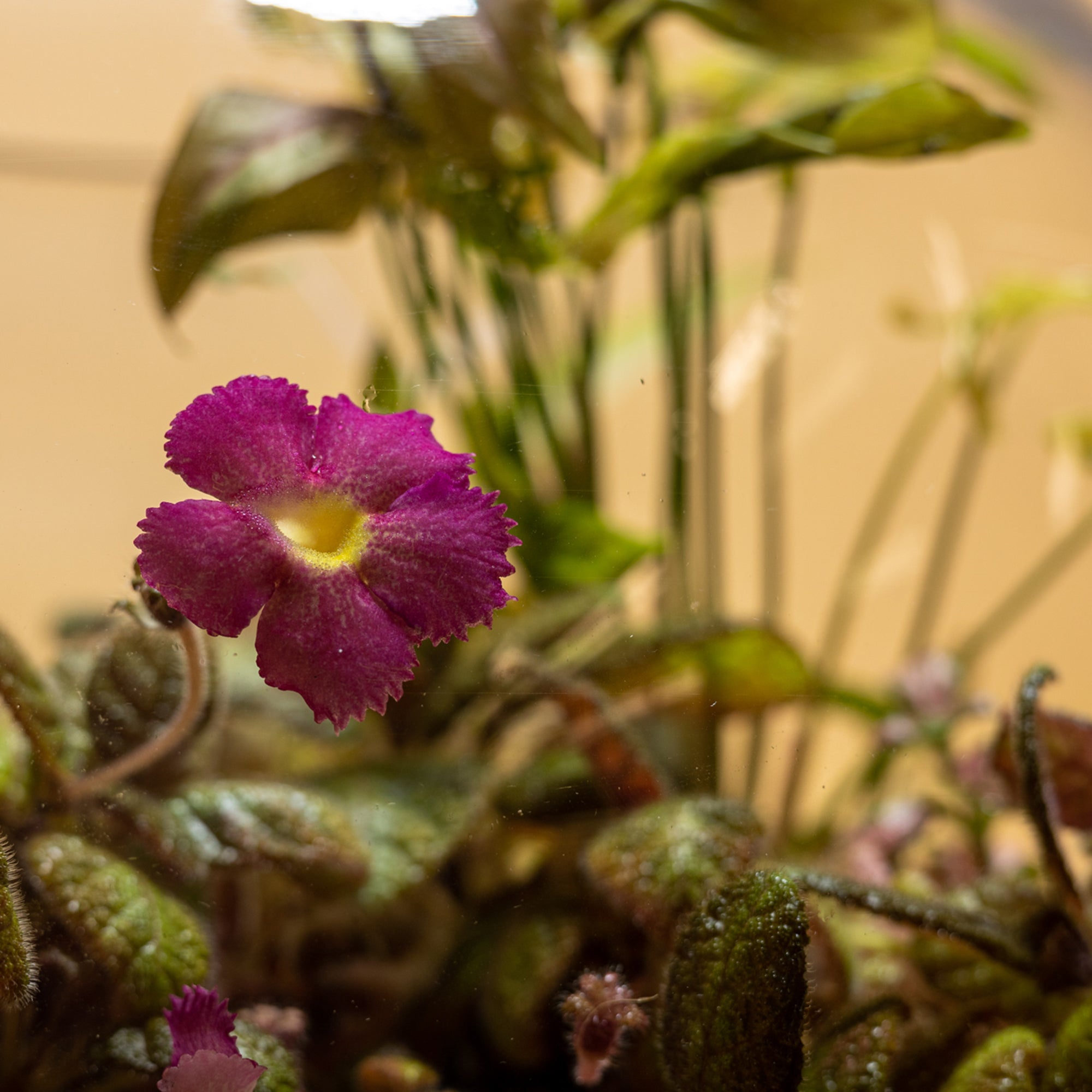 Horizons of the Future Terrarium