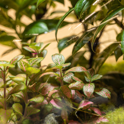 Elegance Garden Terrarium