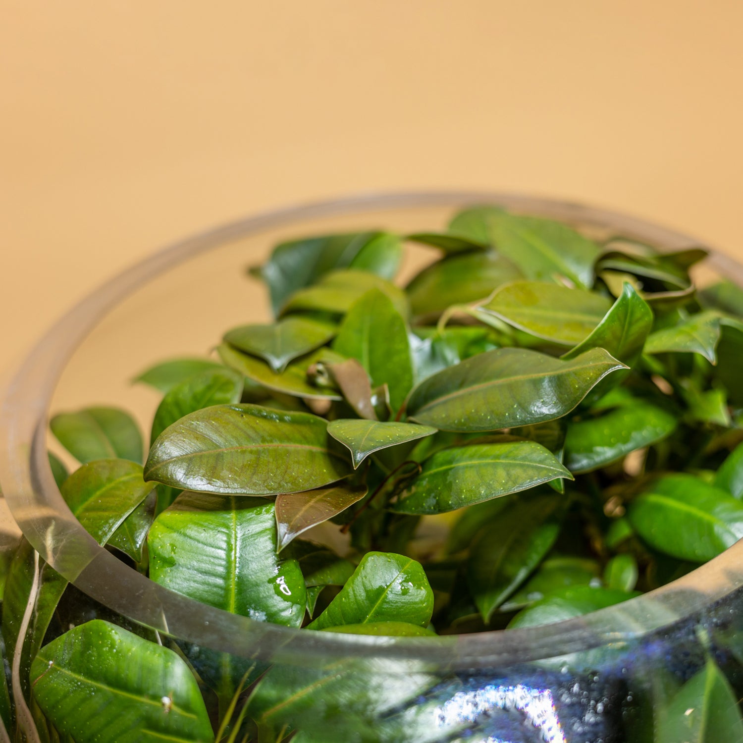 Elegance Garden Terrarium