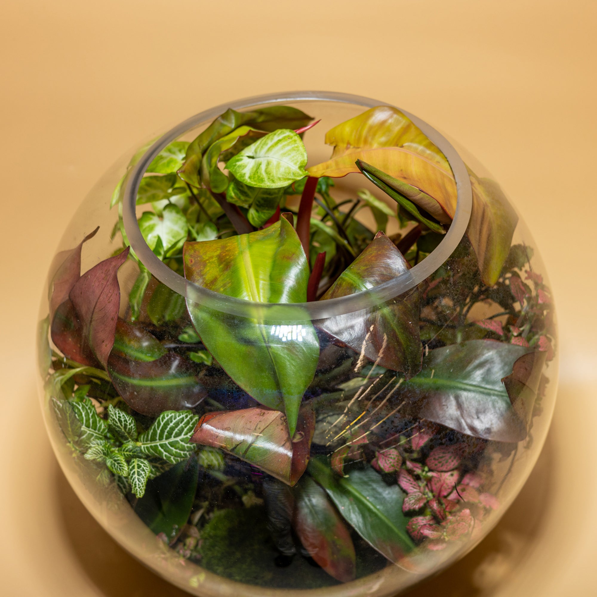 The Abandoned Garden Terrarium