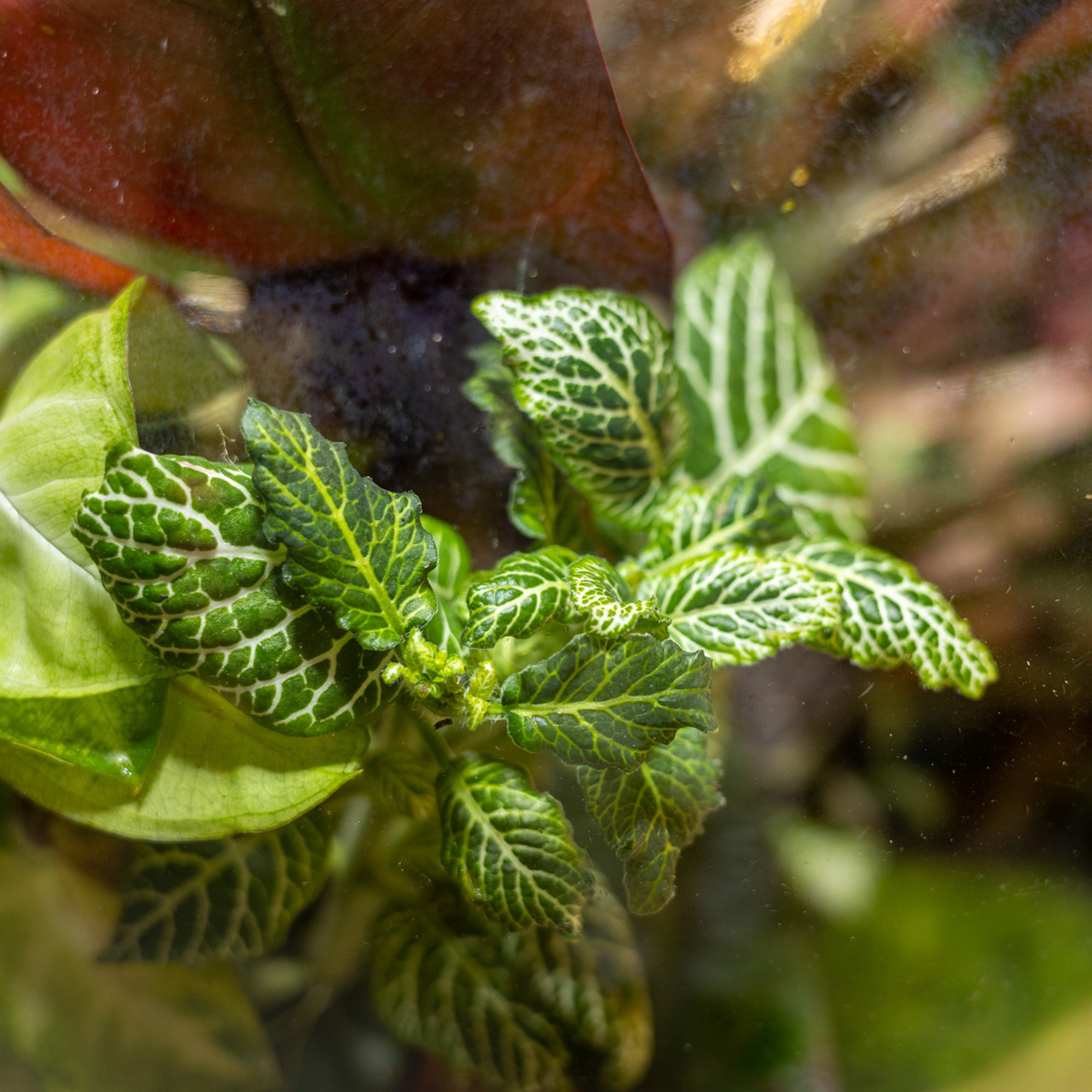 The Abandoned Garden Terrarium