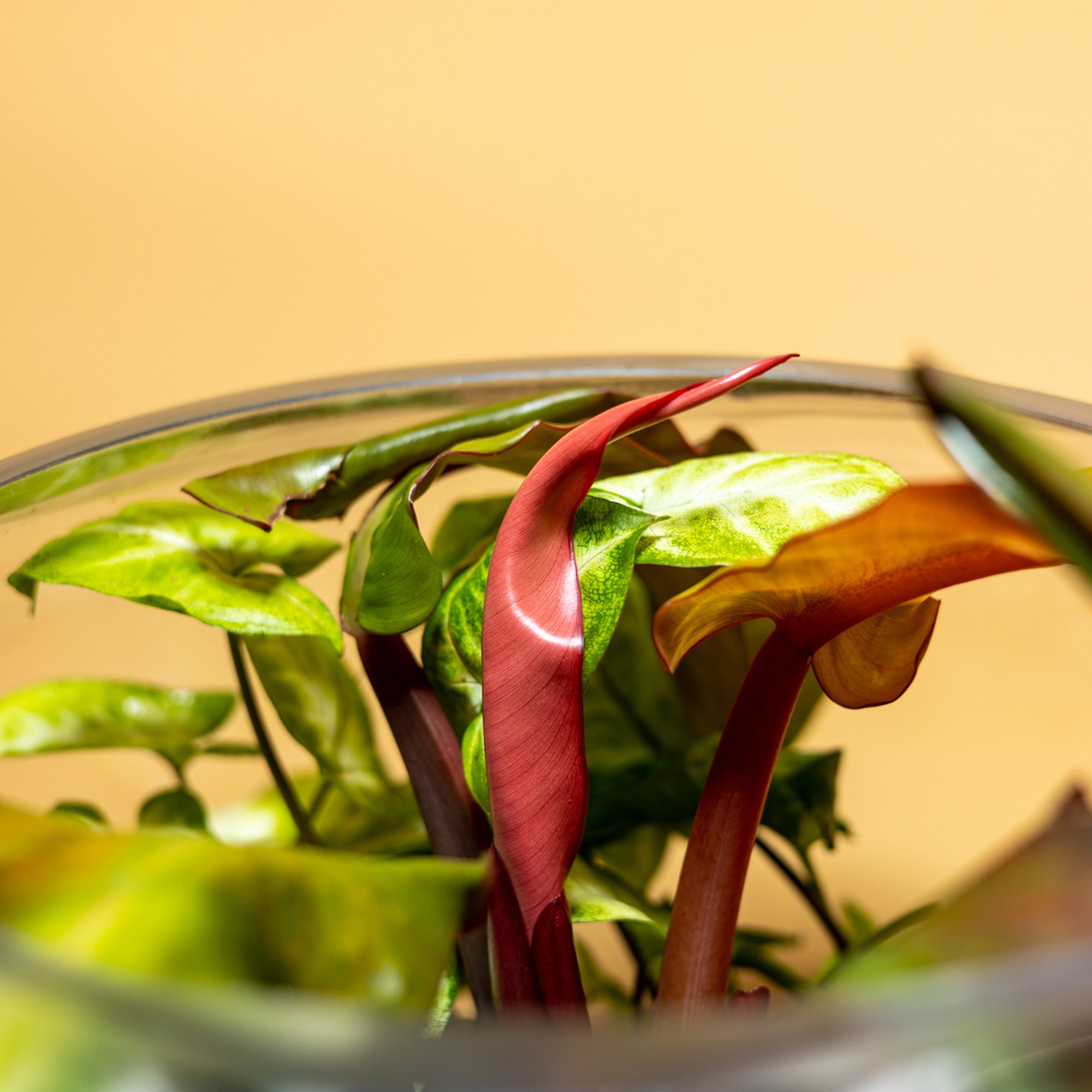 The Abandoned Garden Terrarium