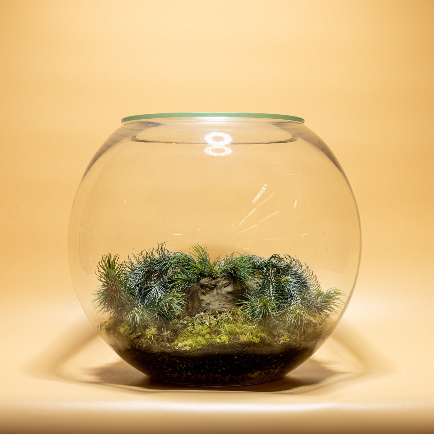 Blended Nature Terrarium