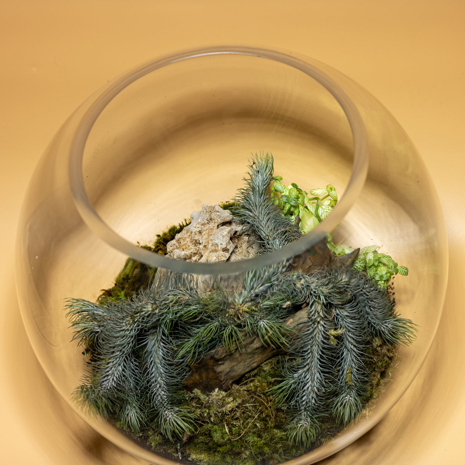 Blended Nature Terrarium