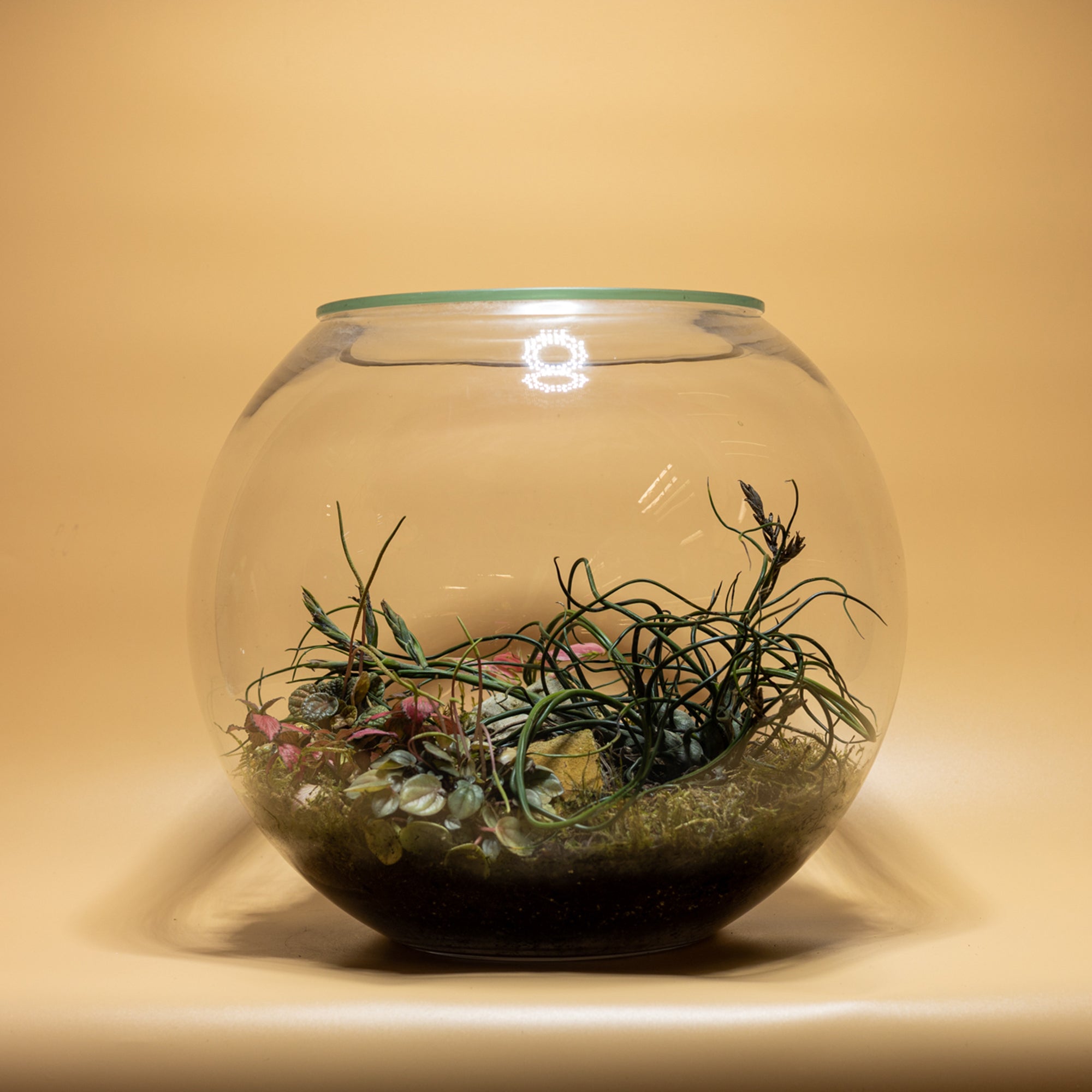 Distant Mirage Terrarium