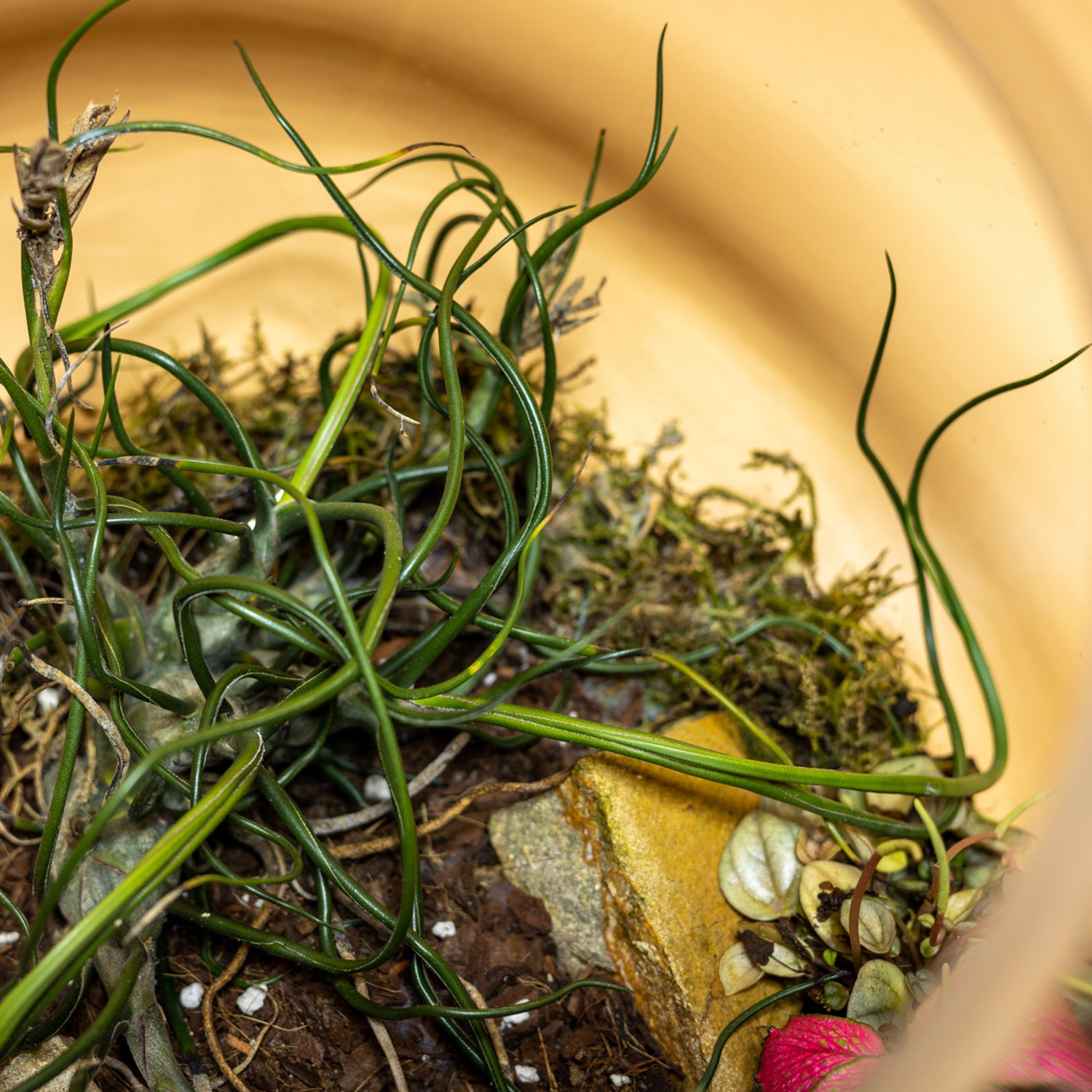 Distant Mirage Terrarium