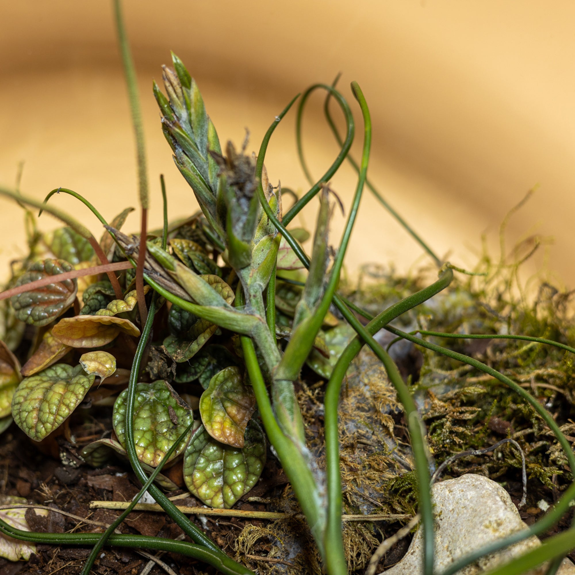 Distant Mirage Terrarium