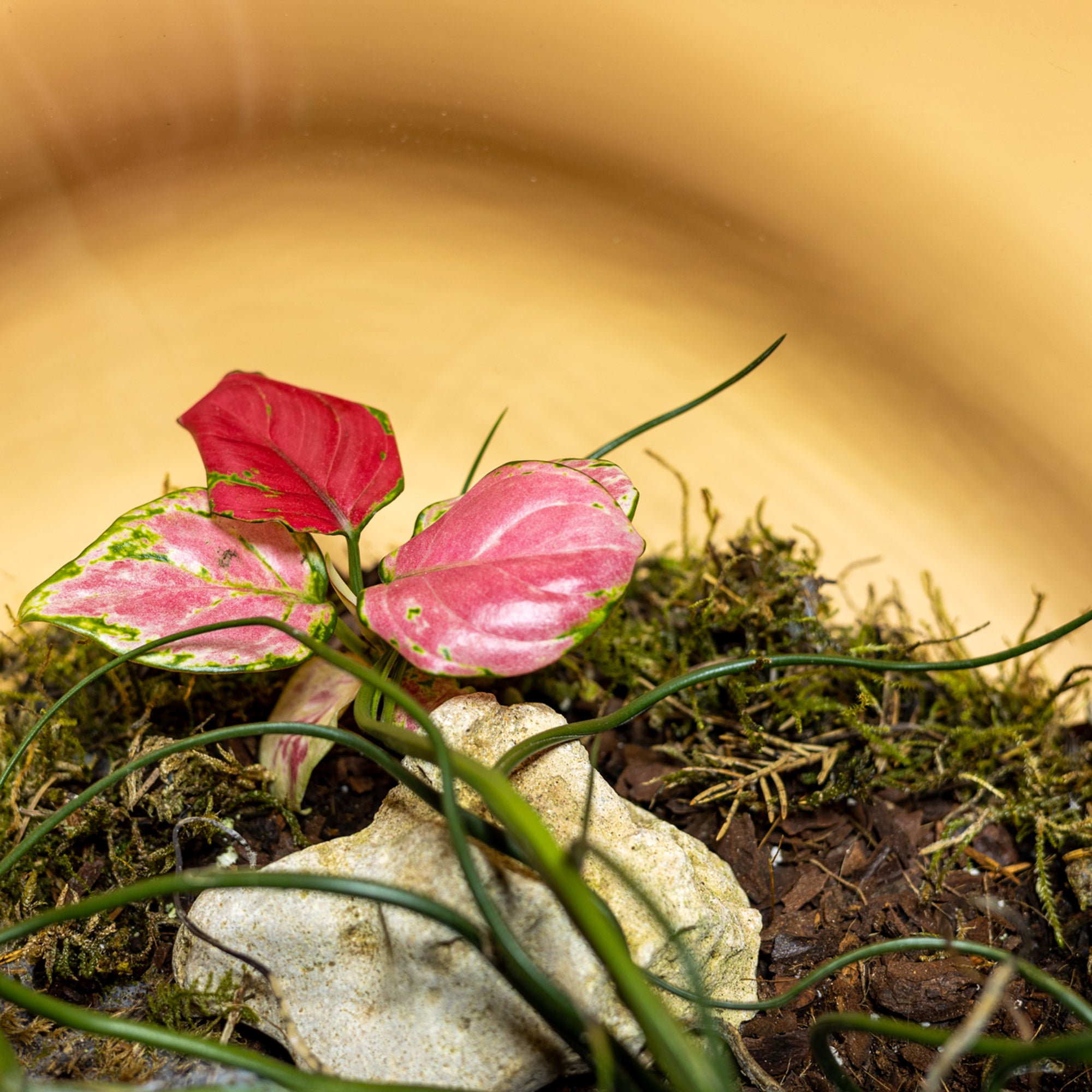 Distant Mirage Terrarium