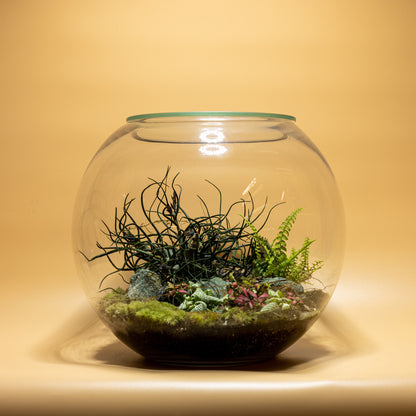 Lost Time Treasures Terrarium