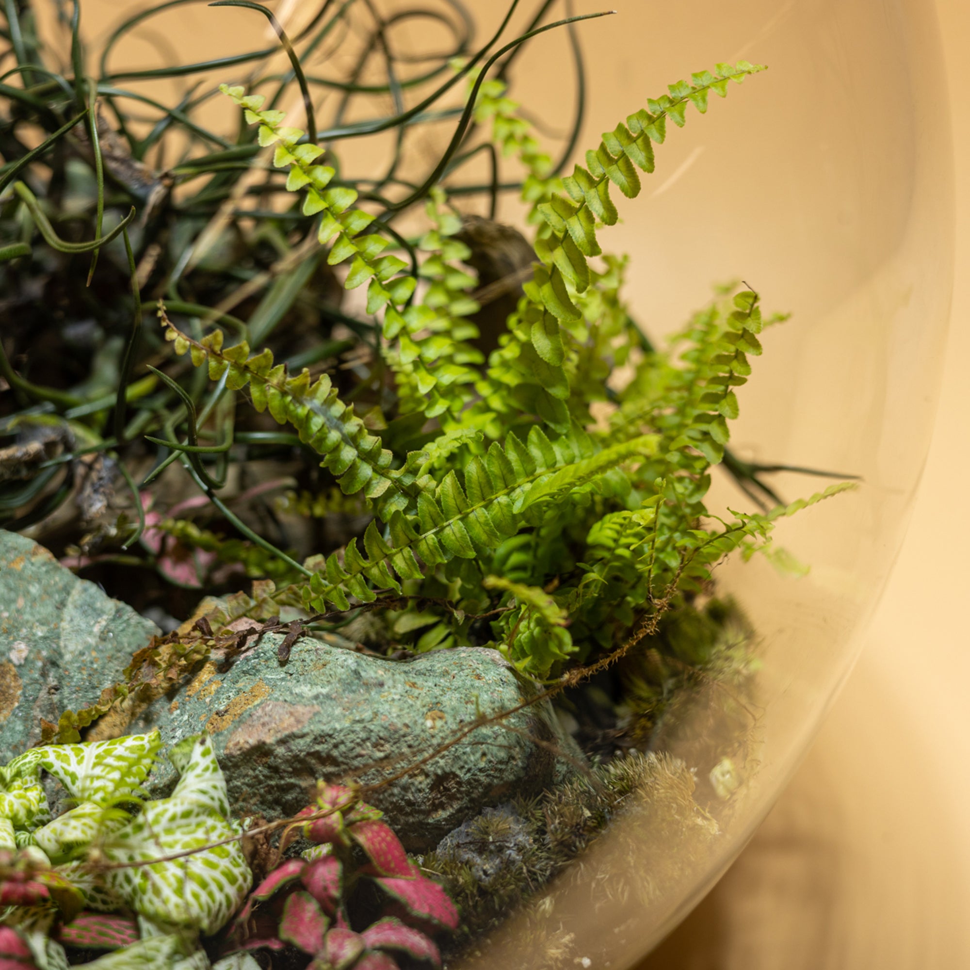 Lost Time Treasures Terrarium