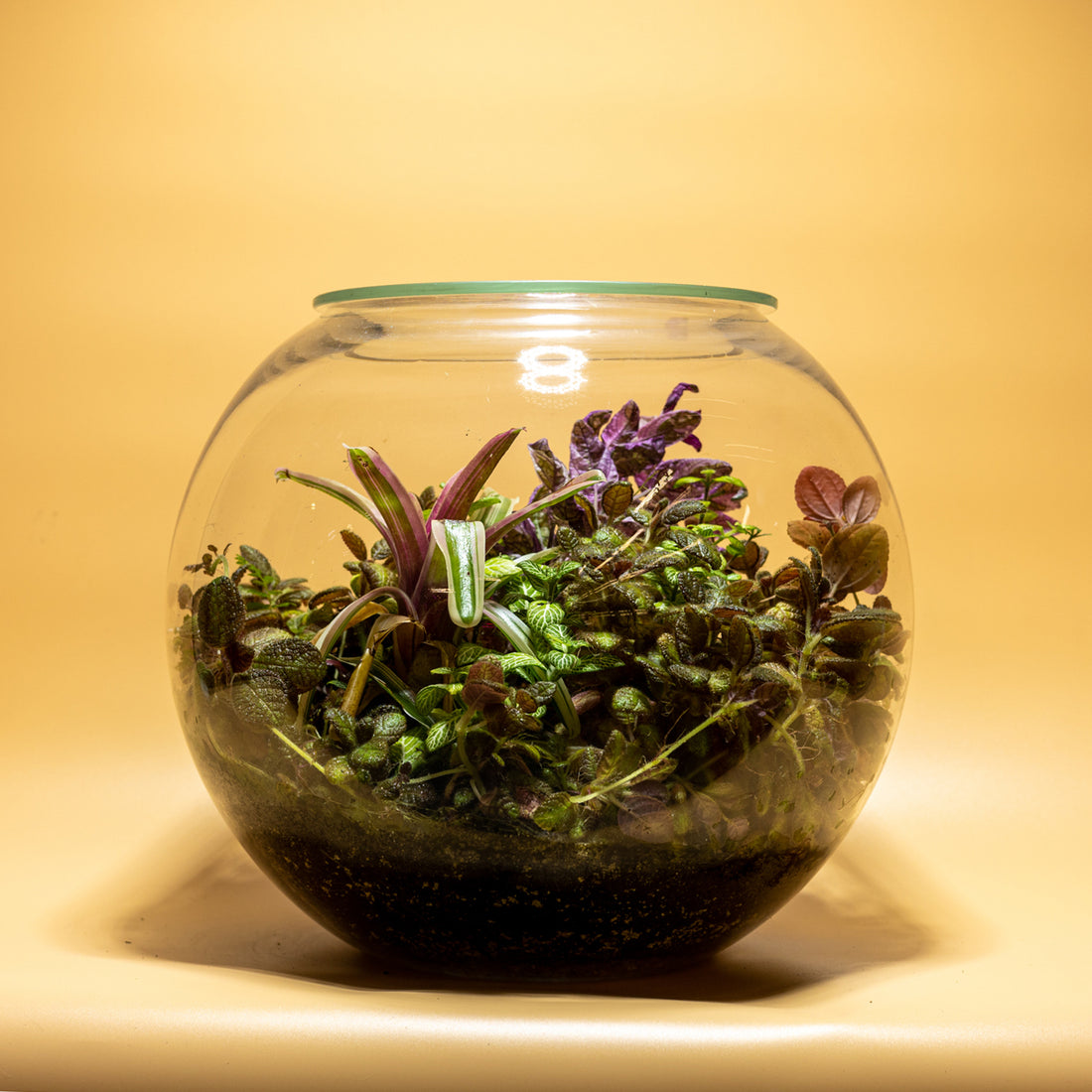 Beautiful Time Terrarium