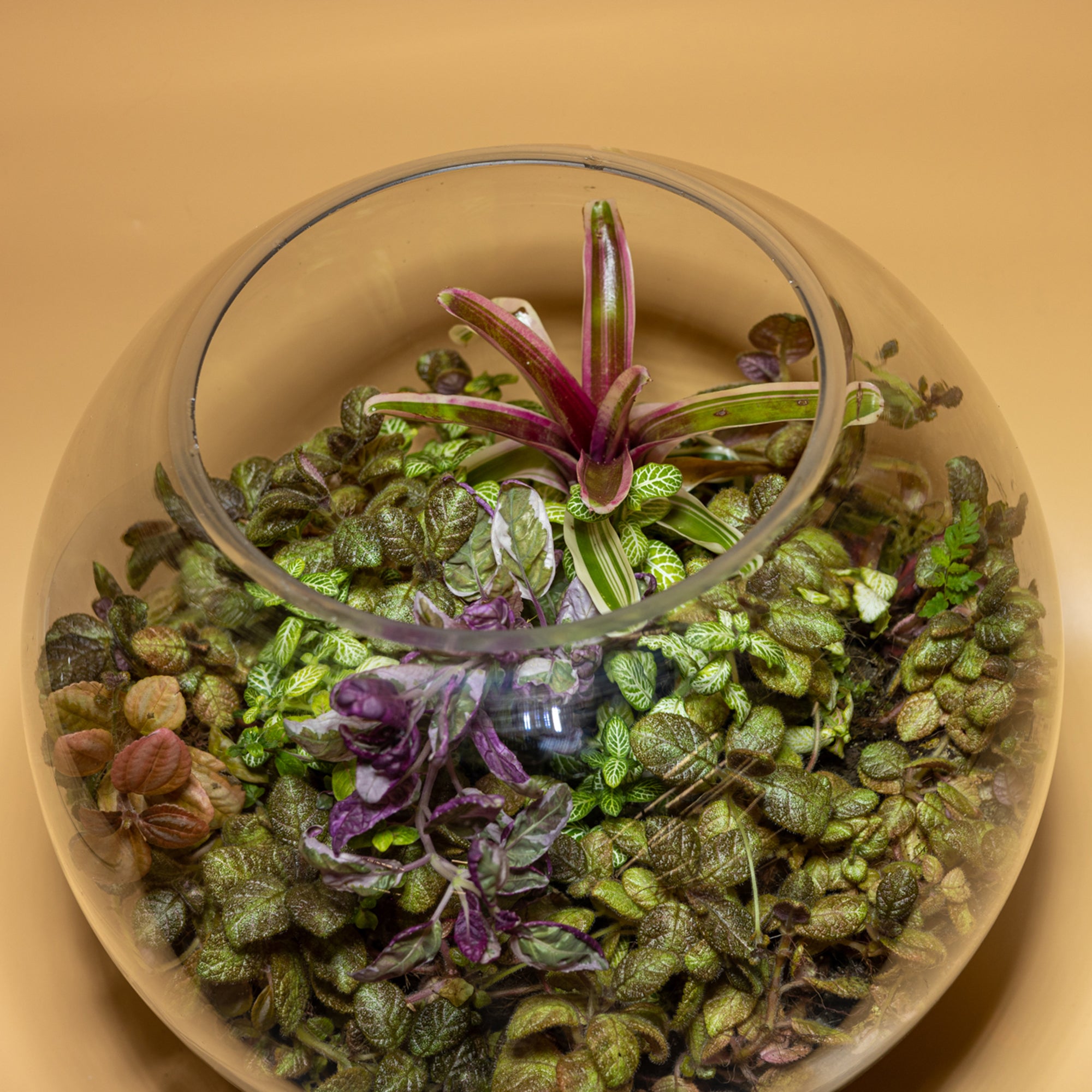 Beautiful Time Terrarium