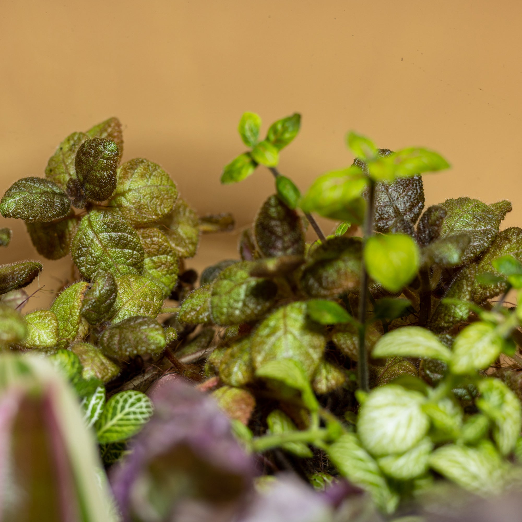 Beautiful Time Terrarium