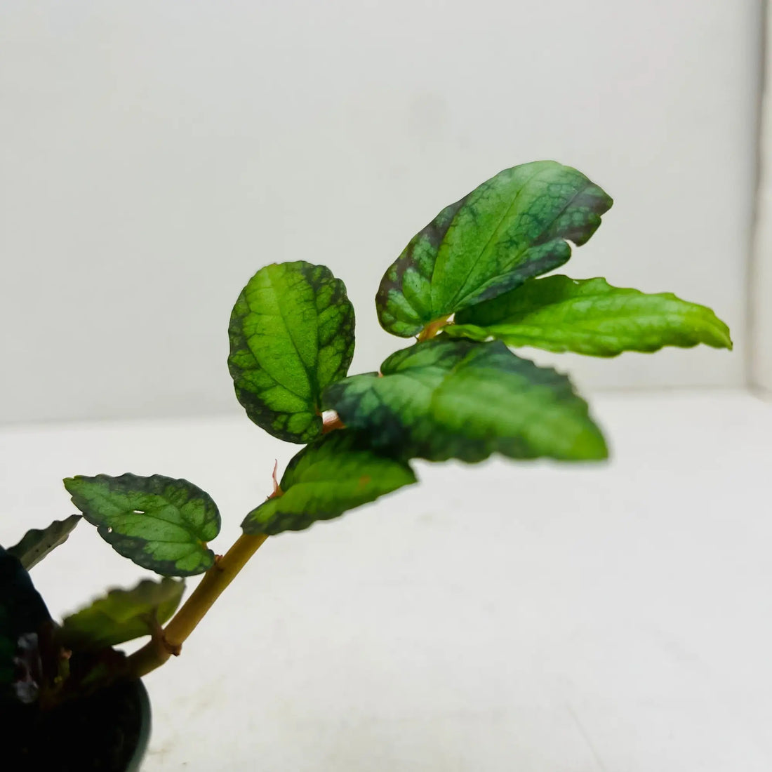 Watermelon Begonia Rare Exotic Mini Indoor Plant