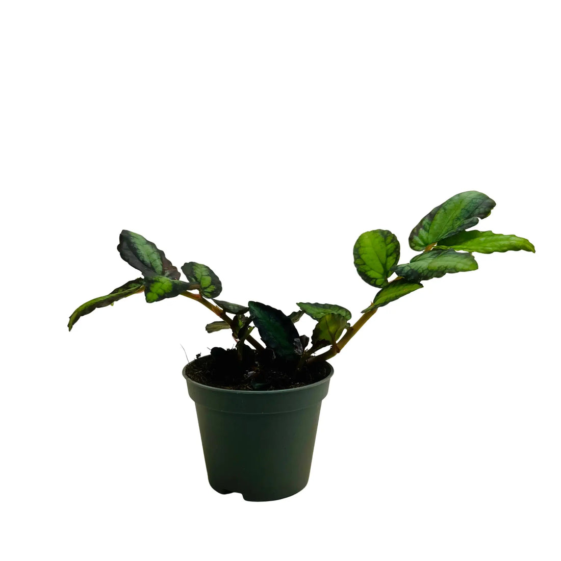 Watermelon Begonia Rare Exotic Mini Indoor Plant