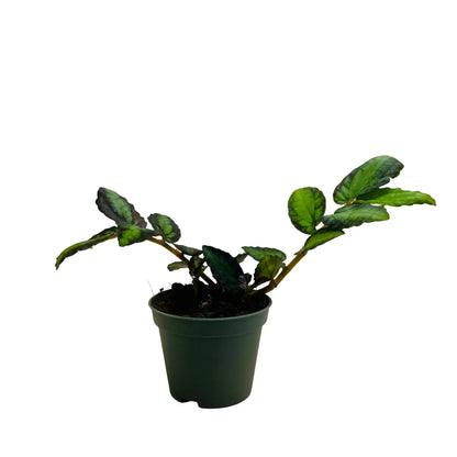 Watermelon Begonia Rare Exotic Mini Indoor Plant