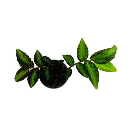 Watermelon Begonia Rare Exotic Mini Indoor Plant
