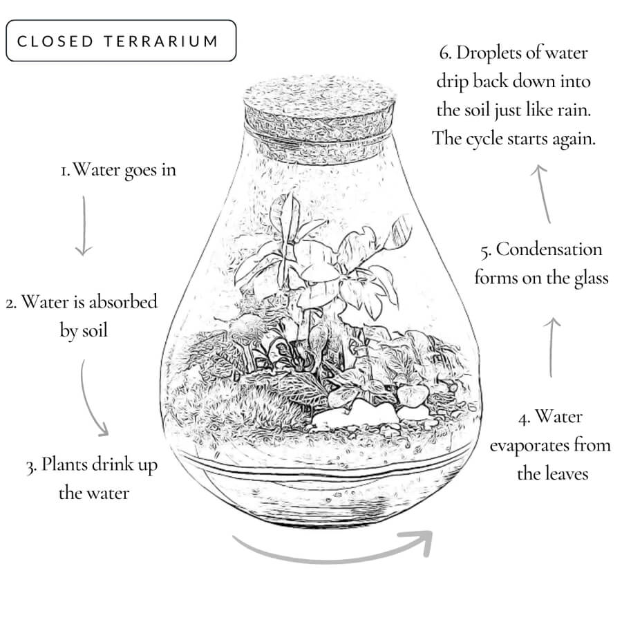 What Is Closed Terrarium