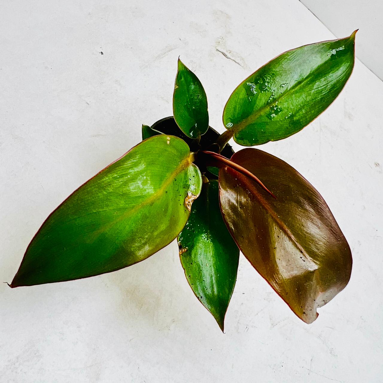 Philodendron Black Cardinal – Bold Beauty for Modern Terrarium