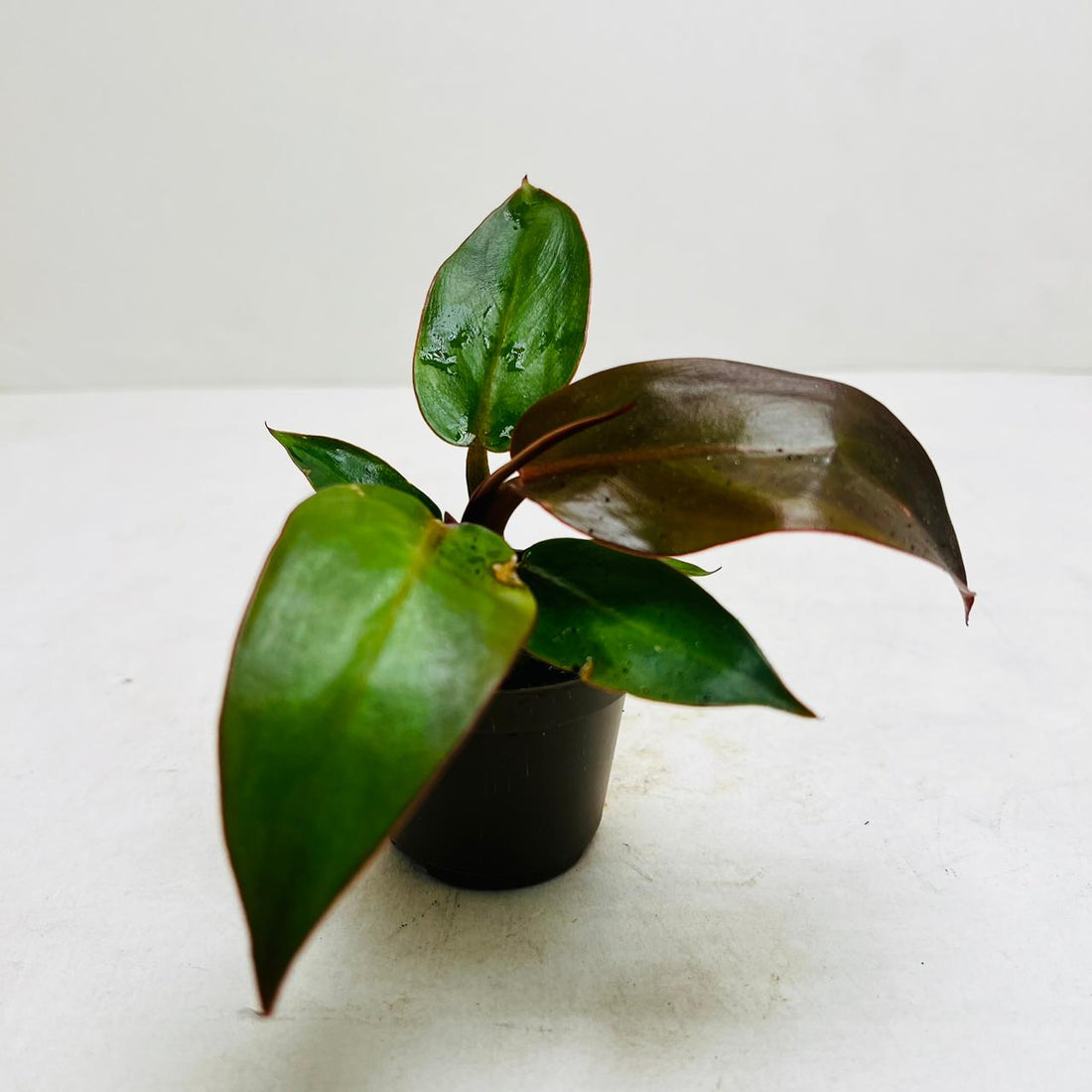 Philodendron Black Cardinal – Bold Beauty for Modern Terrarium